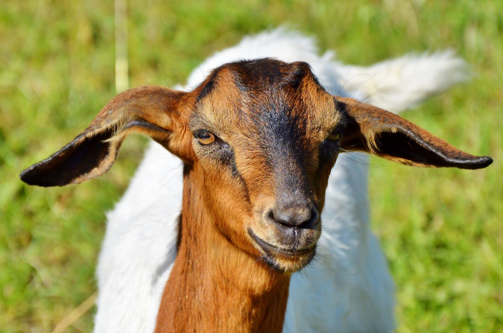 Nikon D3200 sample photo. Goat, prima donna, geiss photography