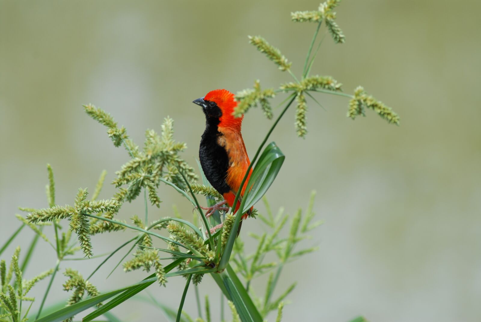 Nikon D200 sample photo. Bird, lightweight, tanzania photography
