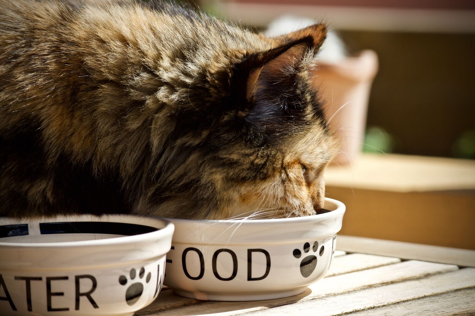 Canon EOS M sample photo. Cat, feline, bowl for photography