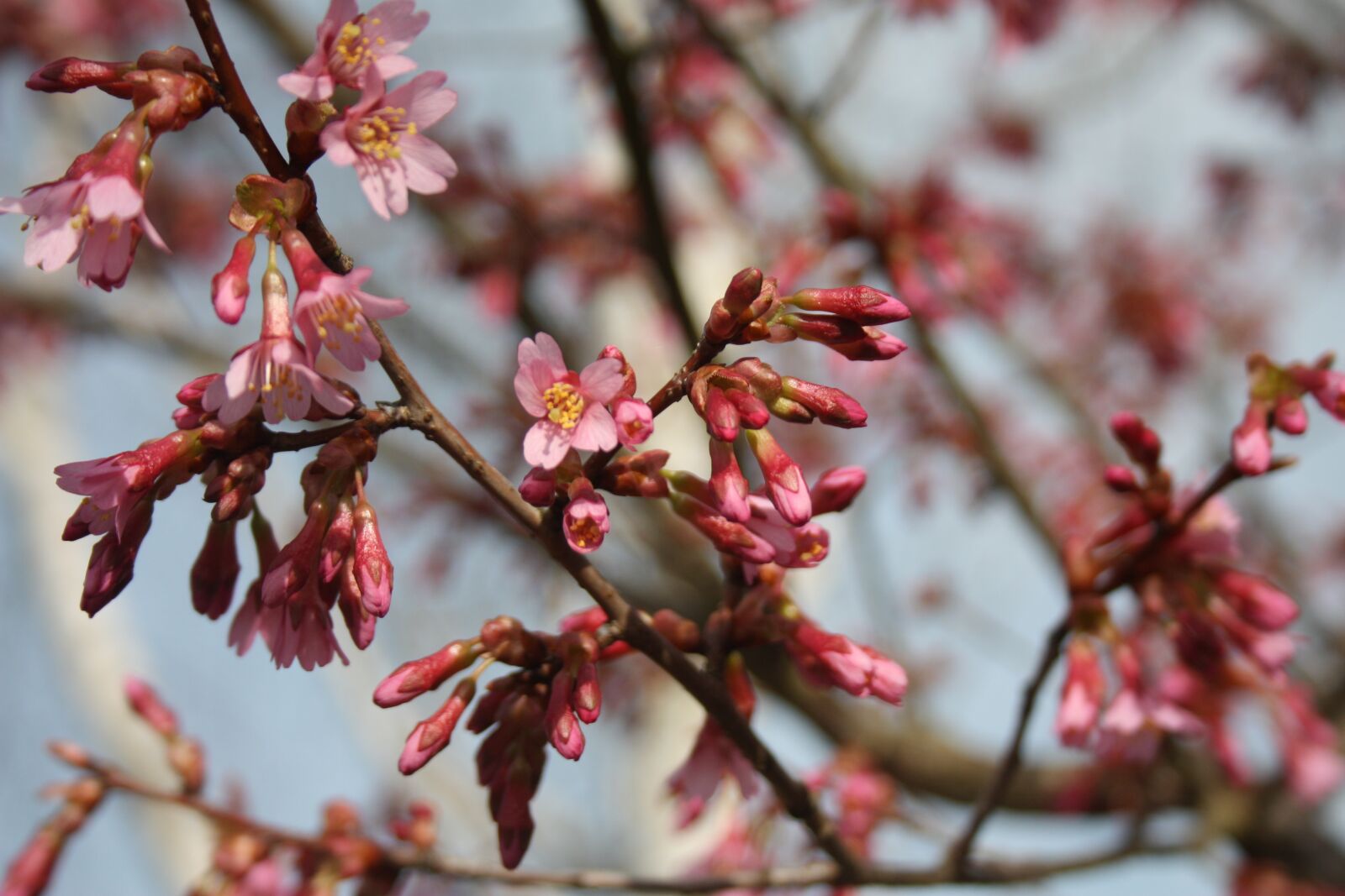 Canon EOS 450D (EOS Rebel XSi / EOS Kiss X2) sample photo. Spring, pink, flower photography