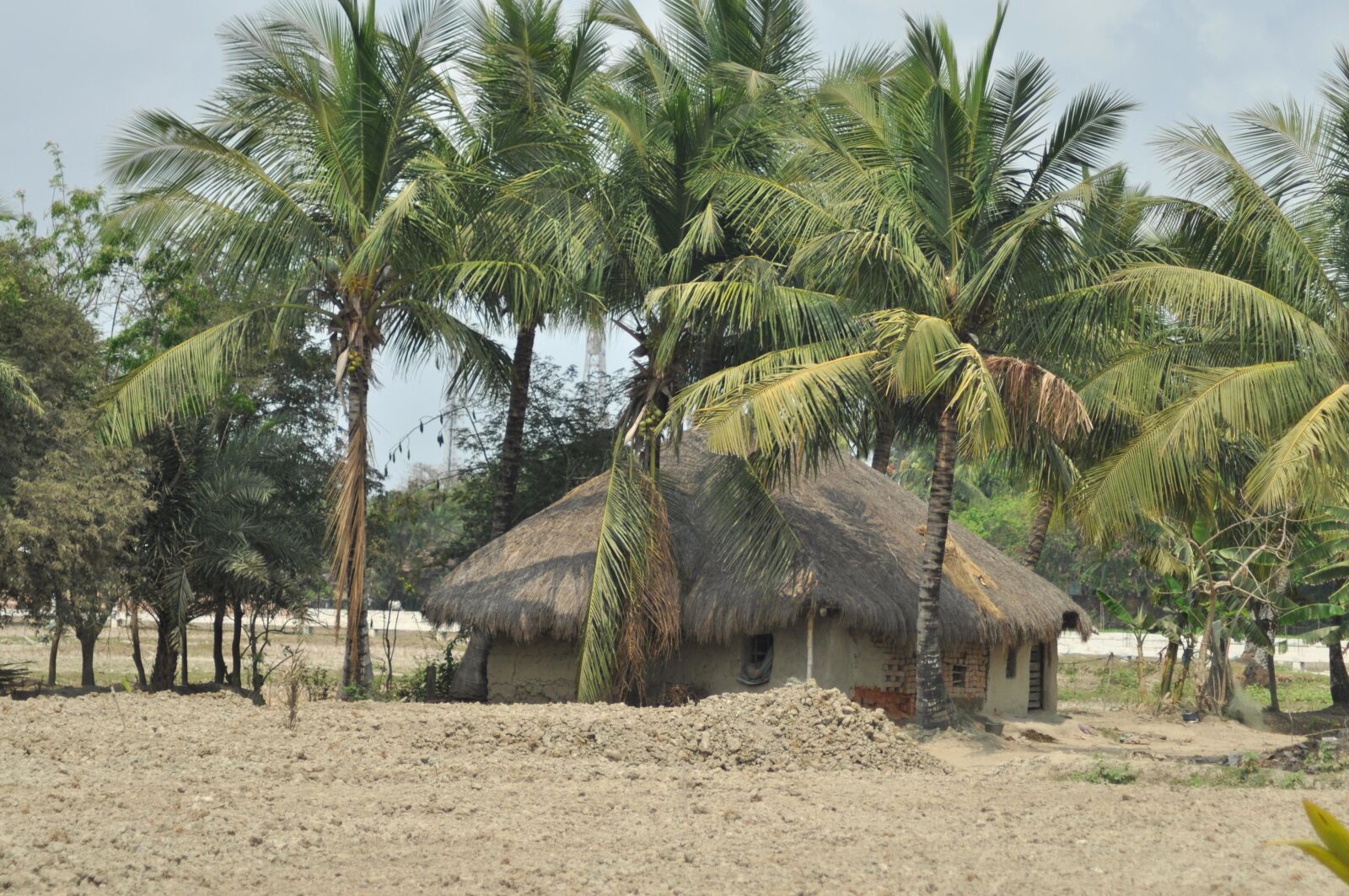 Nikon D90 sample photo. Coconut, palm tree, wilderness photography