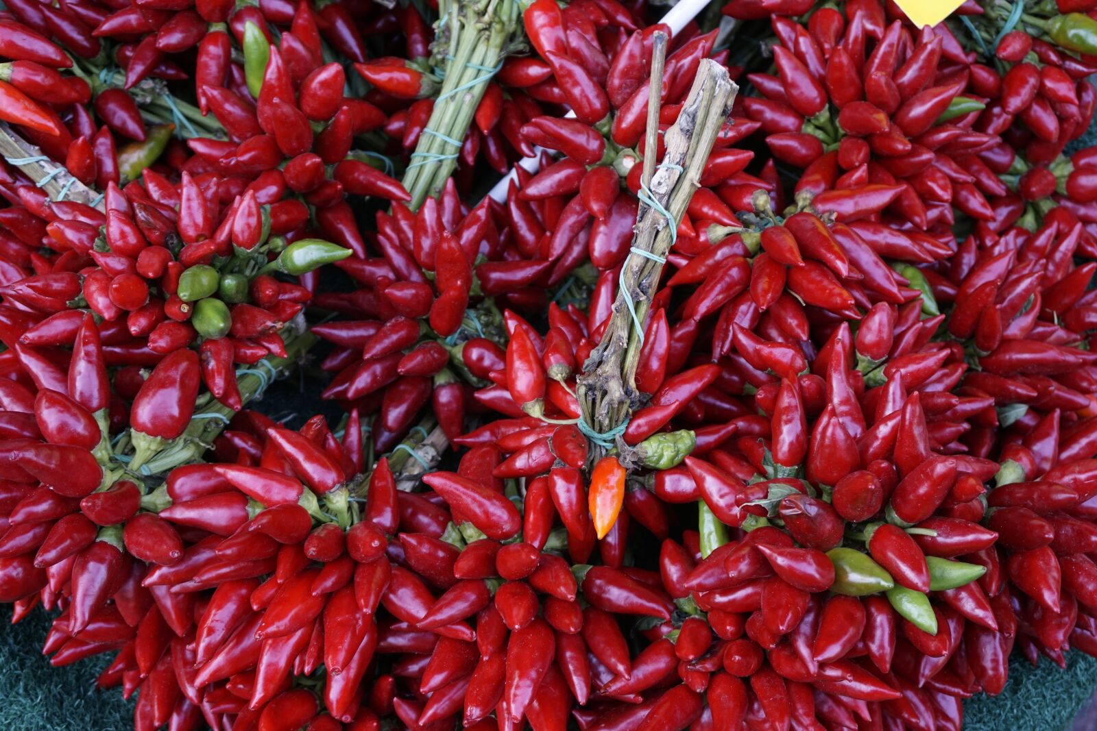 Sony a6000 sample photo. Chili, sharp, red photography