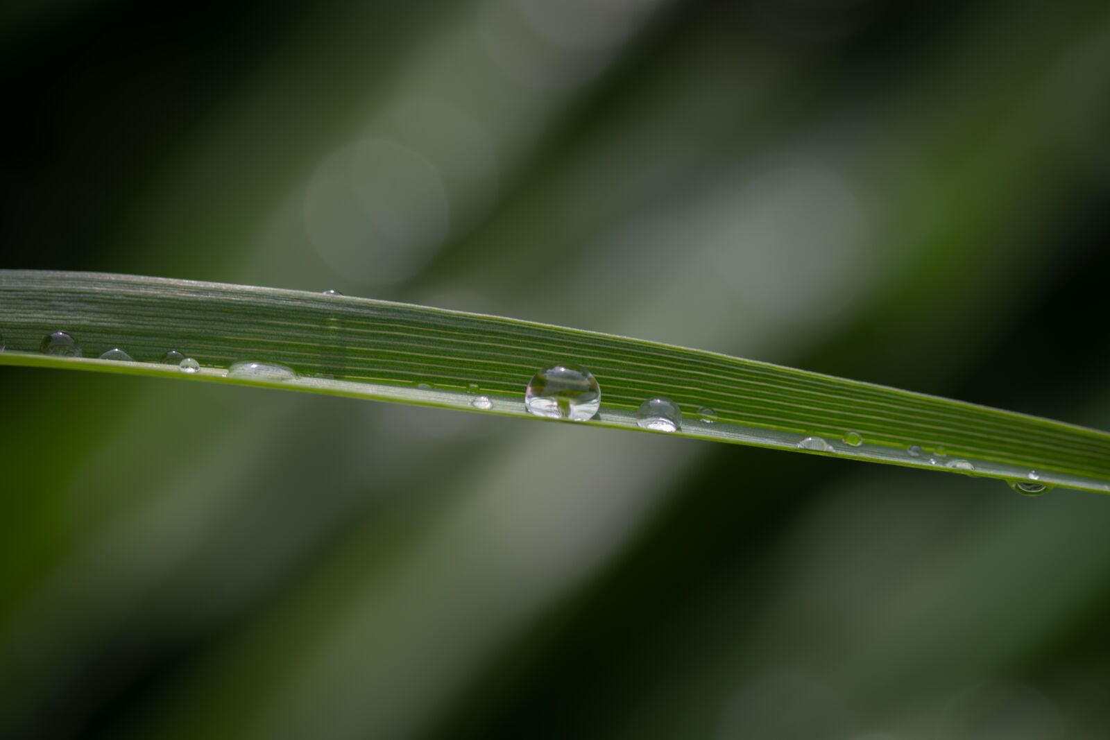 Canon EF-S 60mm F2.8 Macro USM sample photo. Grass, drip, blade of photography