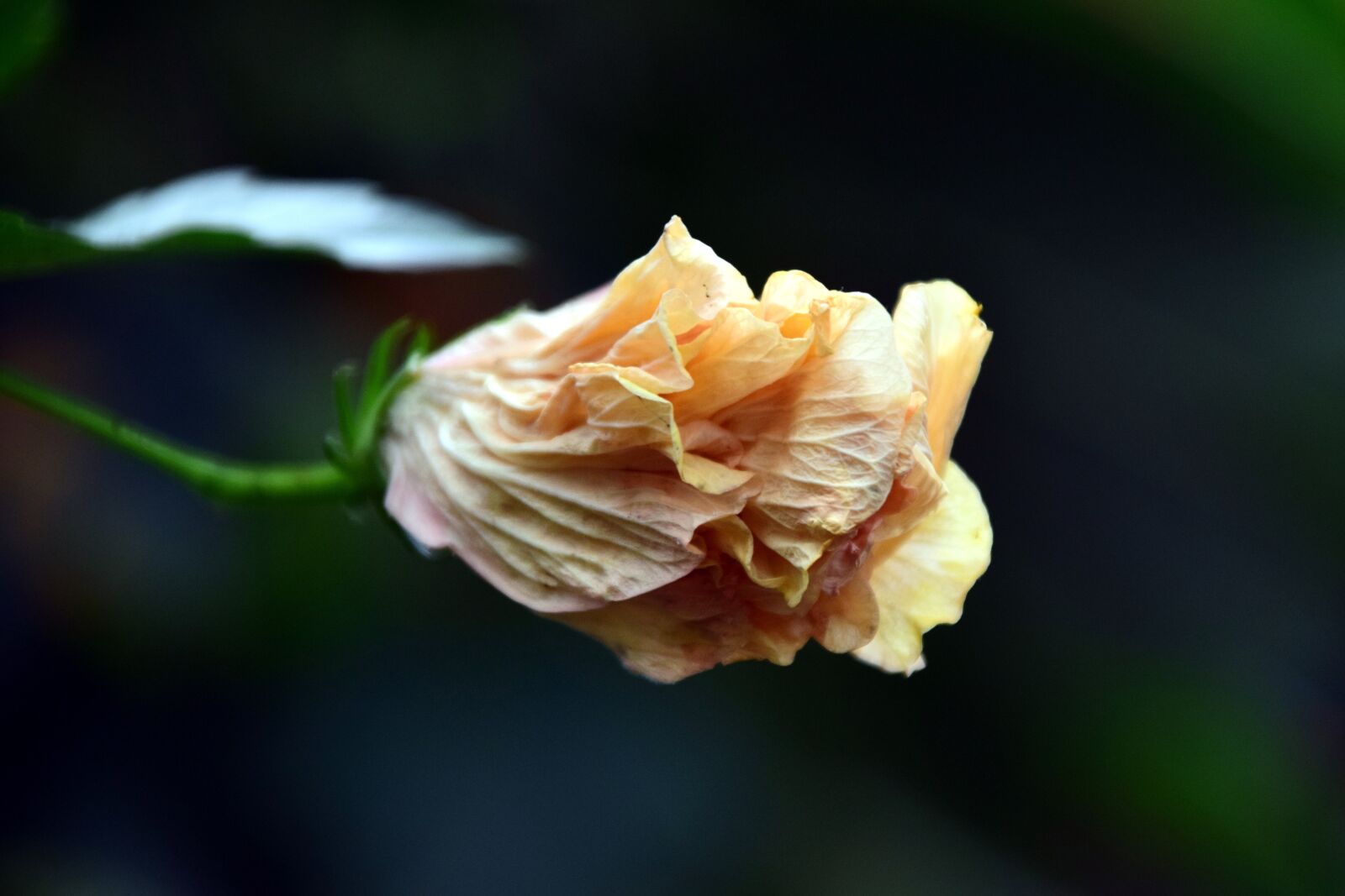 Nikon D3300 sample photo. Hibiscus, blossom, bloom photography