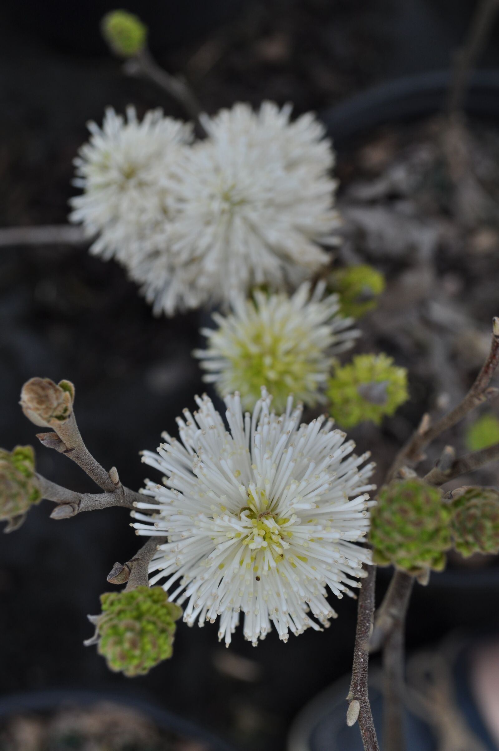 Nikon D5000 sample photo. Fothergilla, spring, flower photography