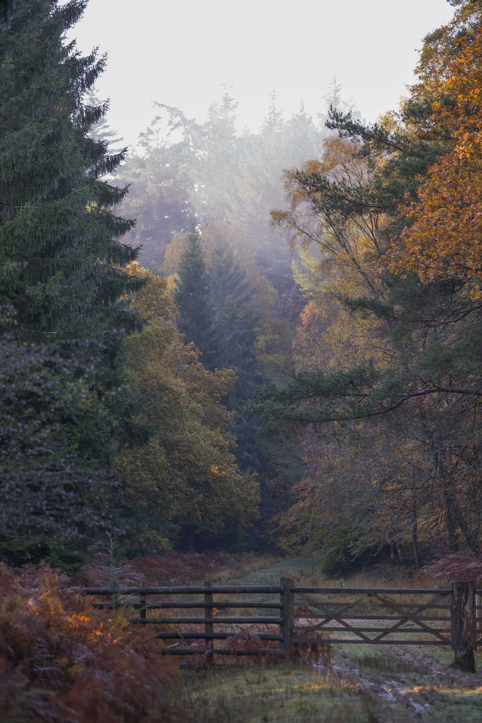 Nikon D800 sample photo. Gate, fog, mist photography