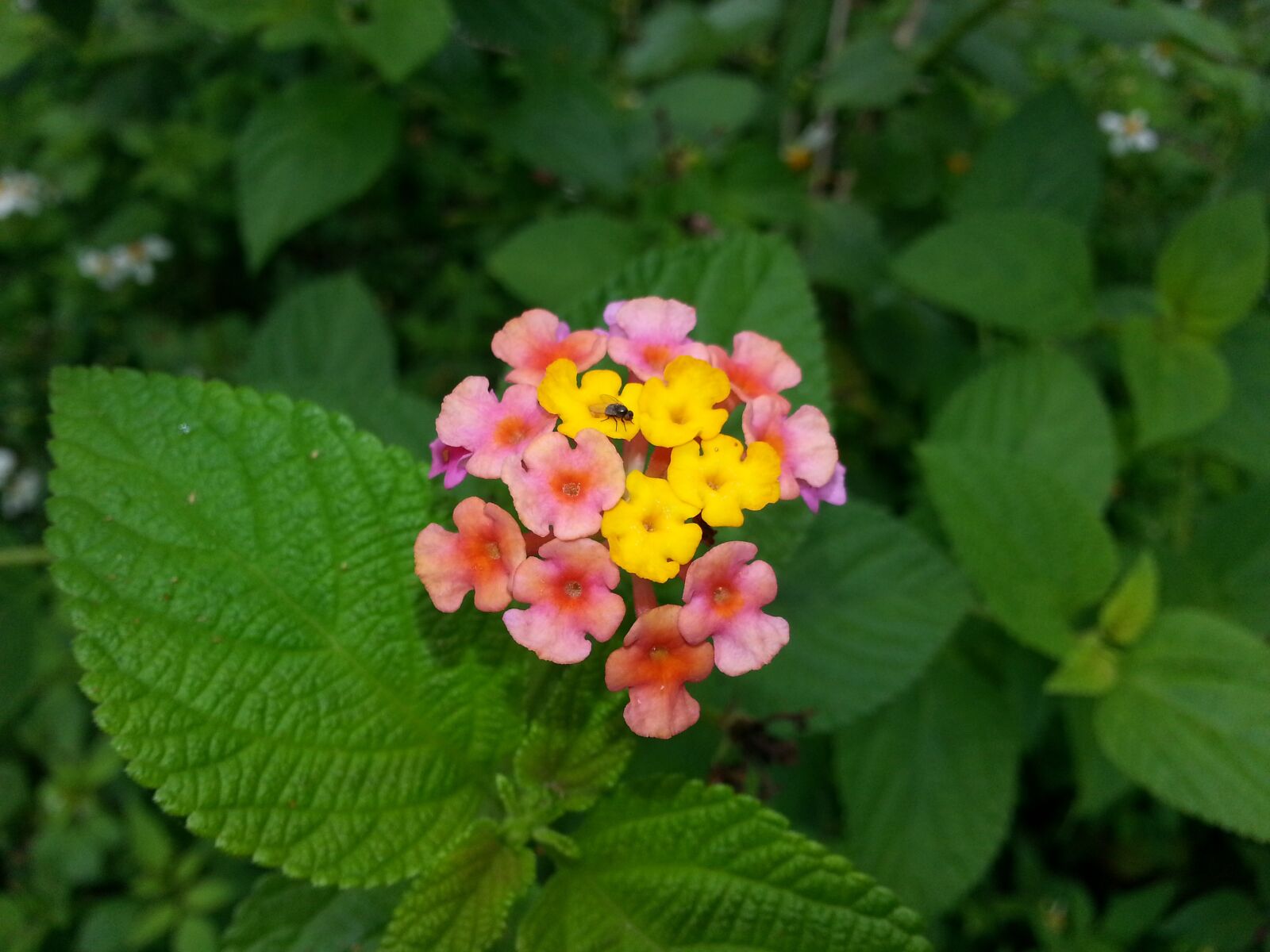 Samsung Galaxy S3 sample photo. Flower, grass, green photography