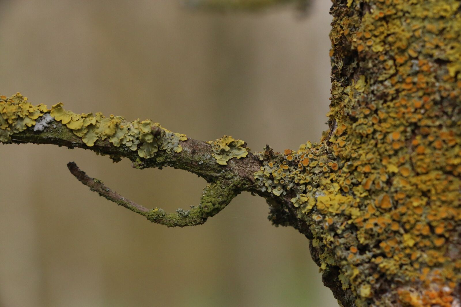 Canon EOS 70D sample photo. Nature, macro, tree photography