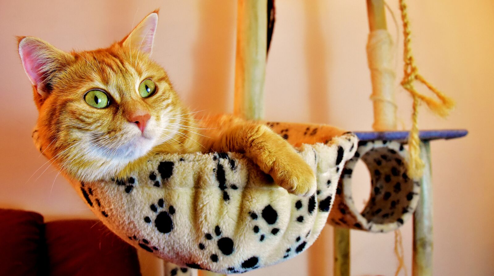 Nikon D7200 sample photo. Cat, red, relaxed photography