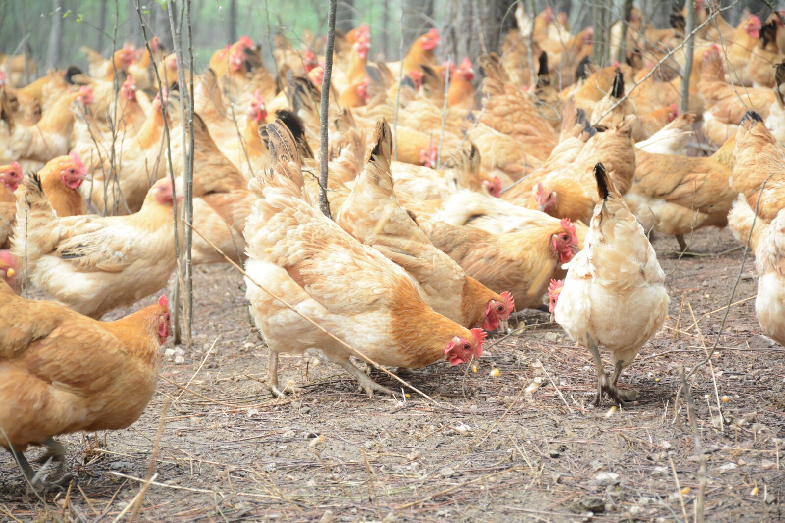 Nikon D7100 sample photo. Chicken, forest stocking photography