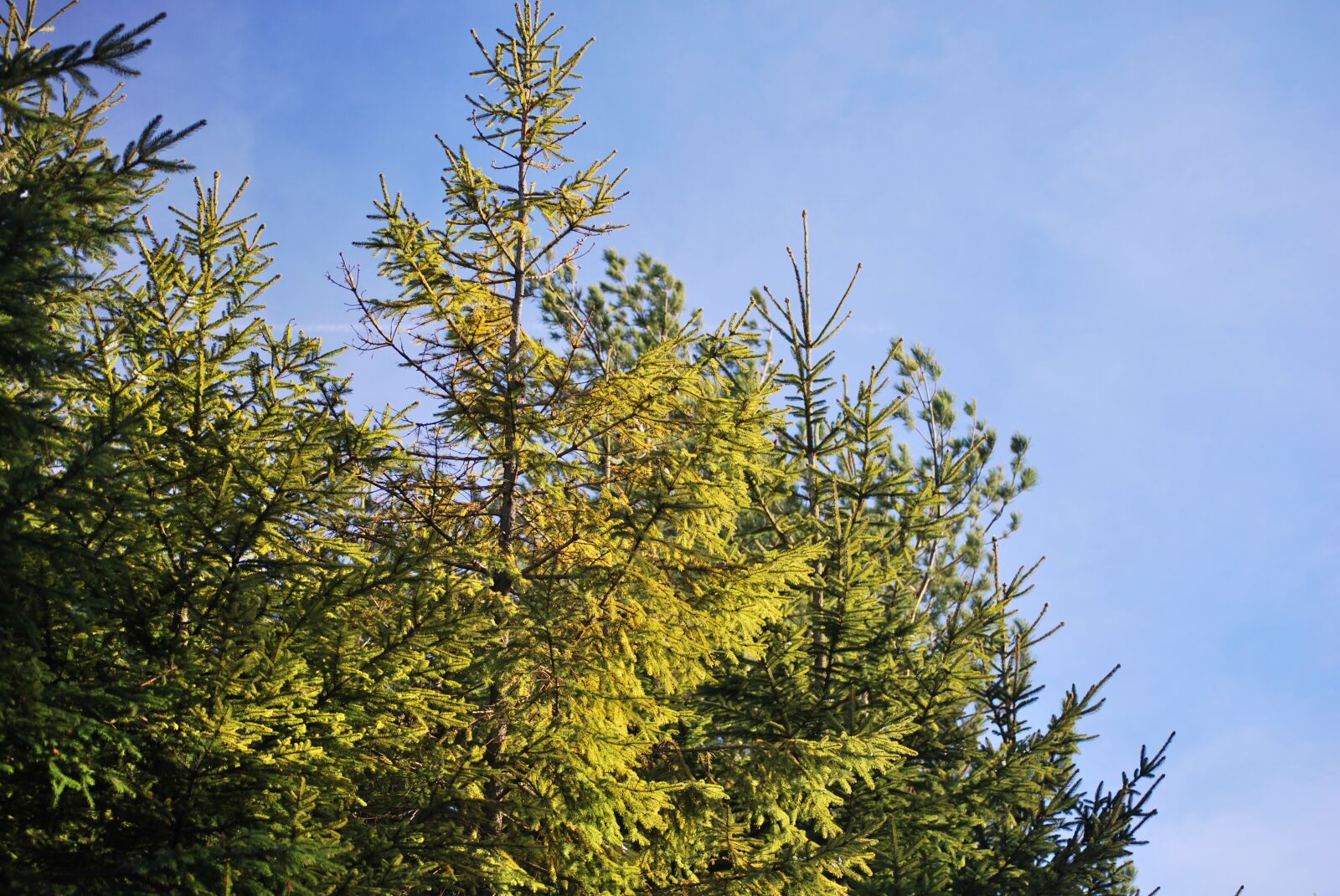 Nikon D60 sample photo. Tree, green, nature photography