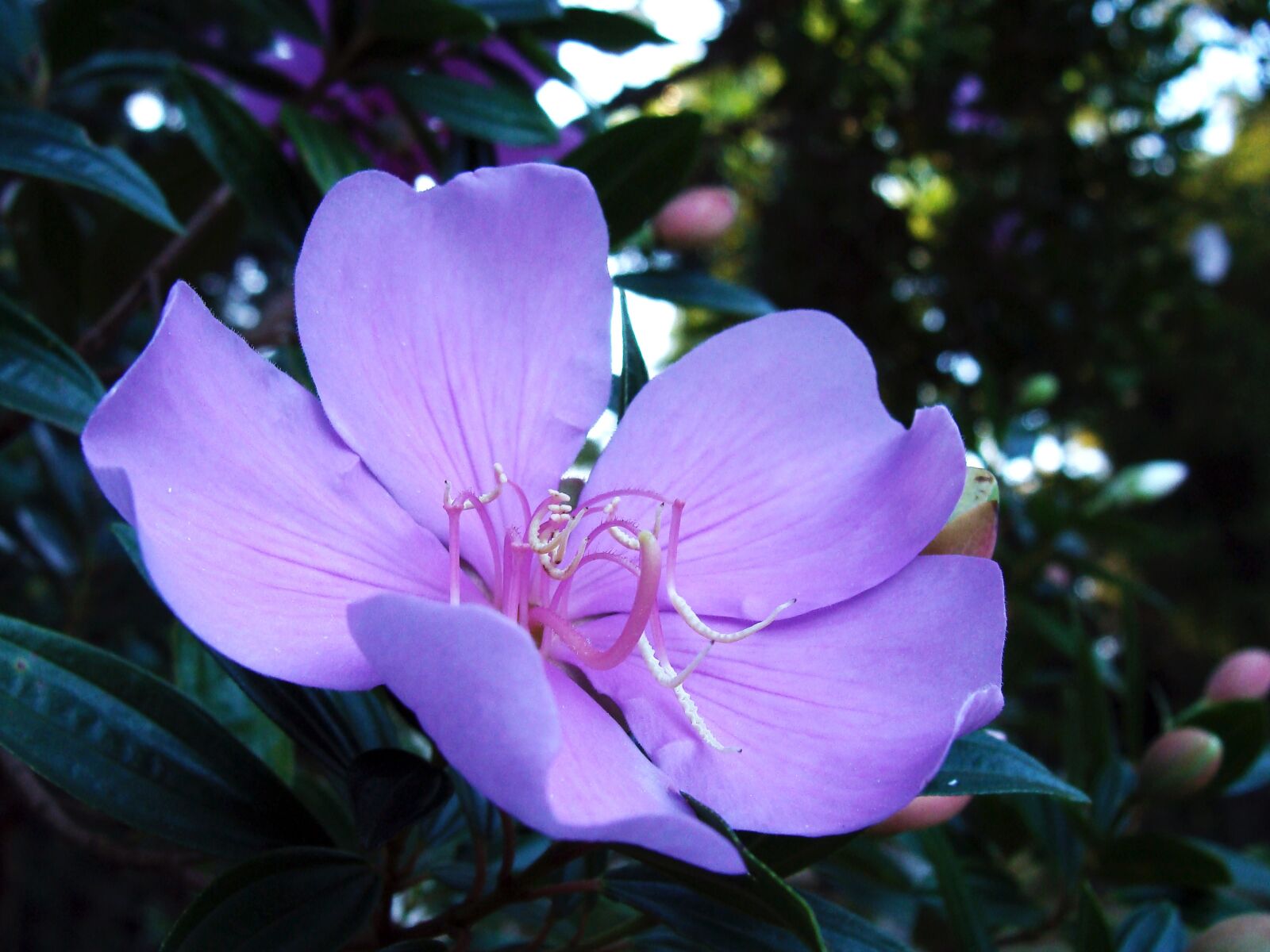 Sony DSC-H3 sample photo. Flower, lilac, macro photography