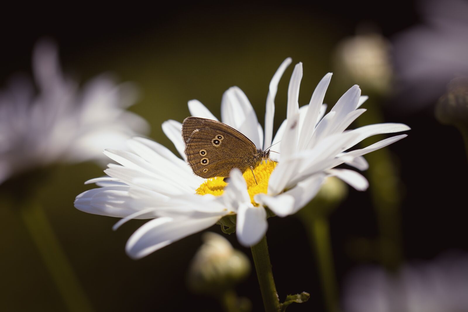 Nikon D7100 sample photo. Butterfly, chimney sweep, aphantopus photography