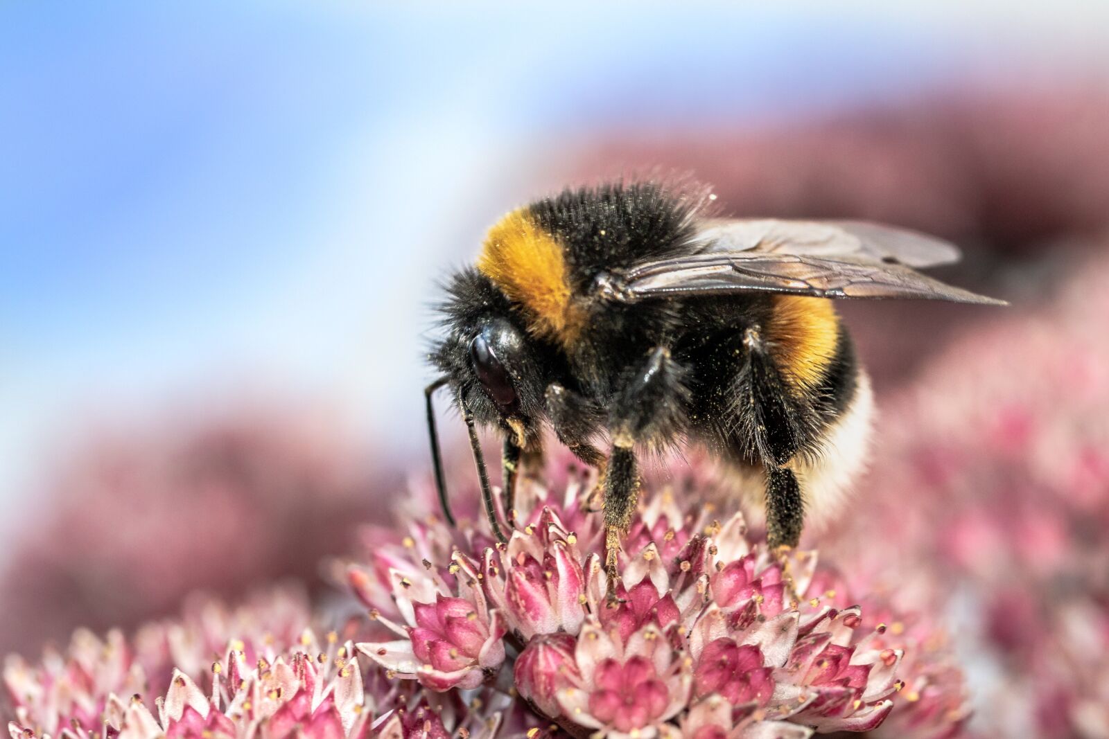 Canon EOS 750D (EOS Rebel T6i / EOS Kiss X8i) sample photo. Heath-the bumble bee, kryptarum-the photography