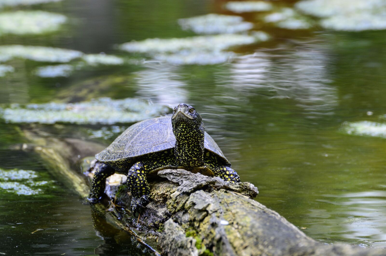 Nikon D3200 sample photo. European, marsh turtle, turtle photography