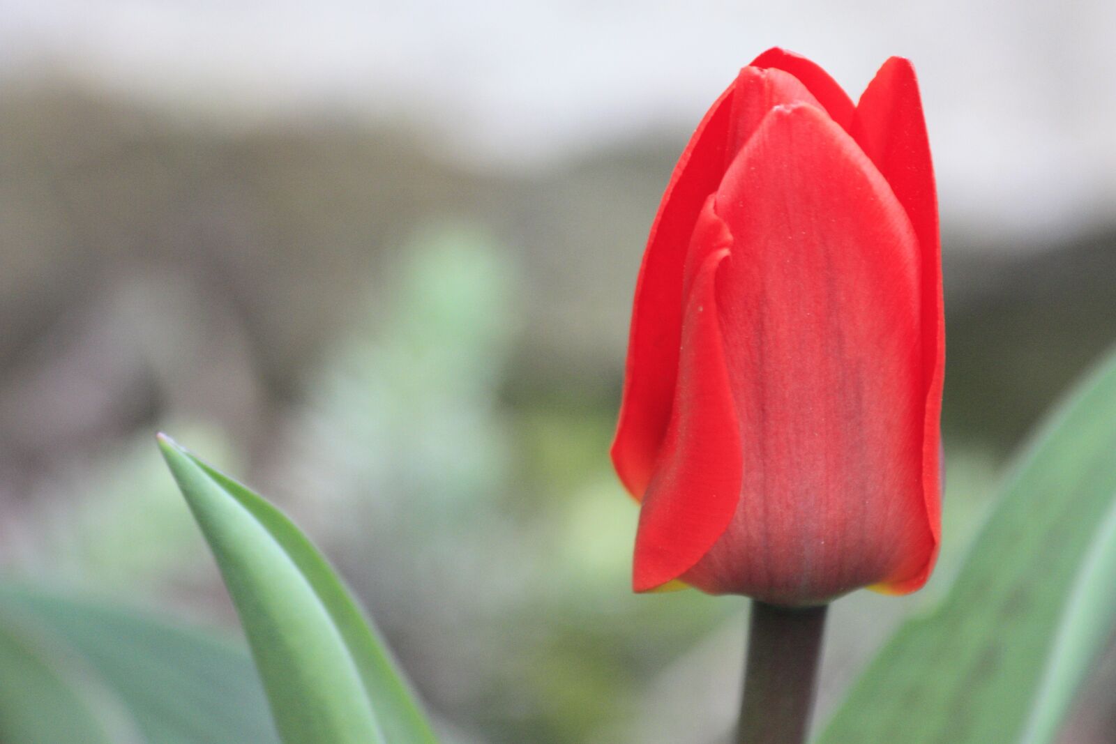 Canon EOS 450D (EOS Rebel XSi / EOS Kiss X2) sample photo. Tulip, nature, flowers photography