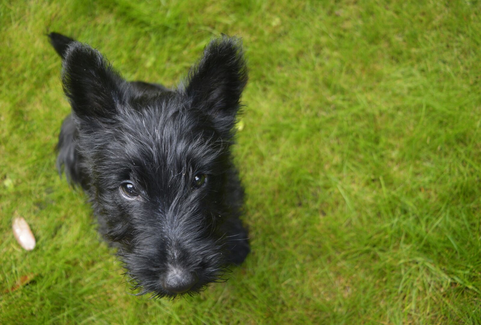 Nikon D3200 sample photo. Dog, puppy, cute photography