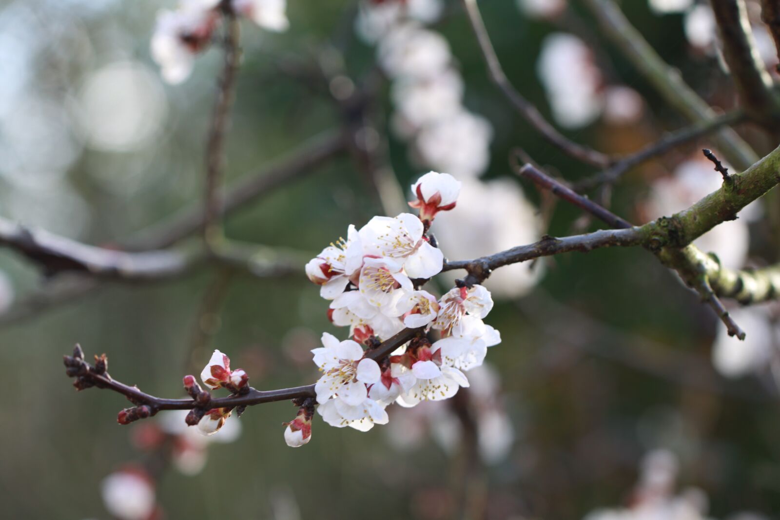 Canon EOS 50D sample photo. Apricot, flowers, spring photography