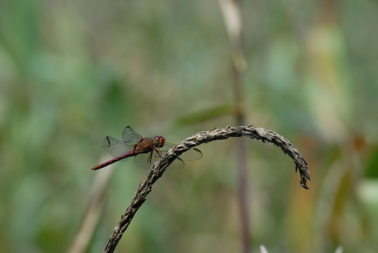 Nikon D200 sample photo. Dragonfly, ear of corn photography