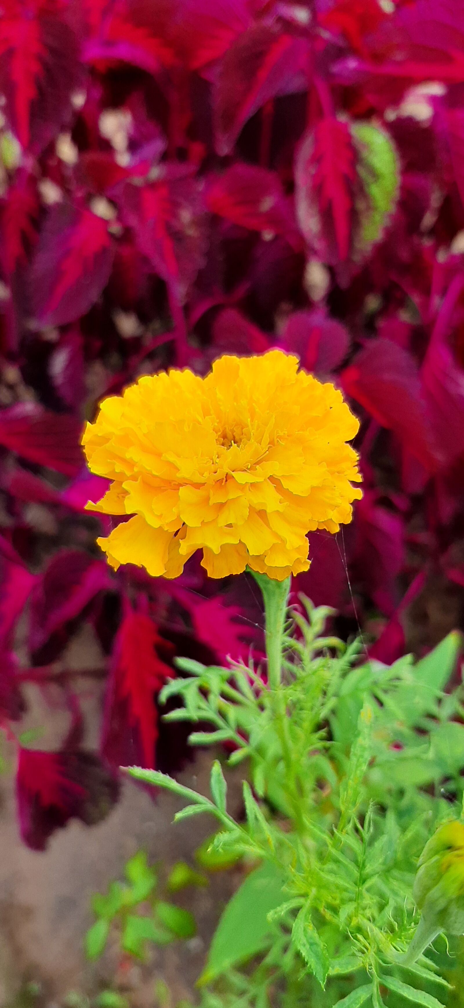 Samsung SM-A307FN sample photo. Yellow, buetiful, fresh photography