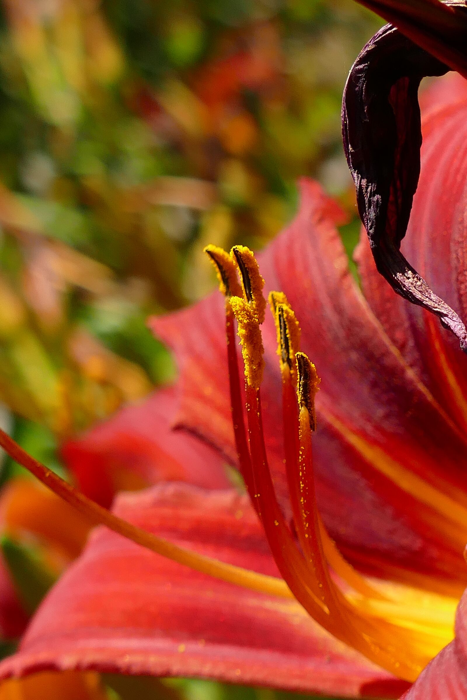 Panasonic Lumix DMC-FZ1000 sample photo. Lily, flower, plant photography