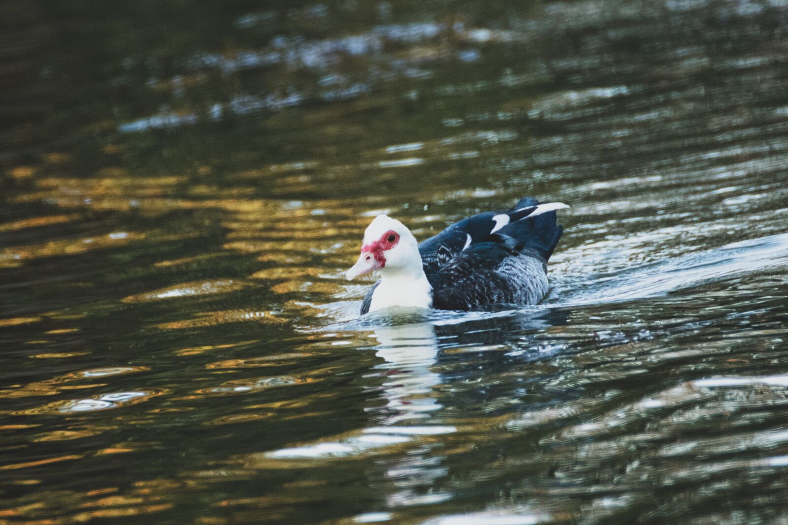 Canon EOS 200D (EOS Rebel SL2 / EOS Kiss X9) sample photo. Duck, lake, bird photography