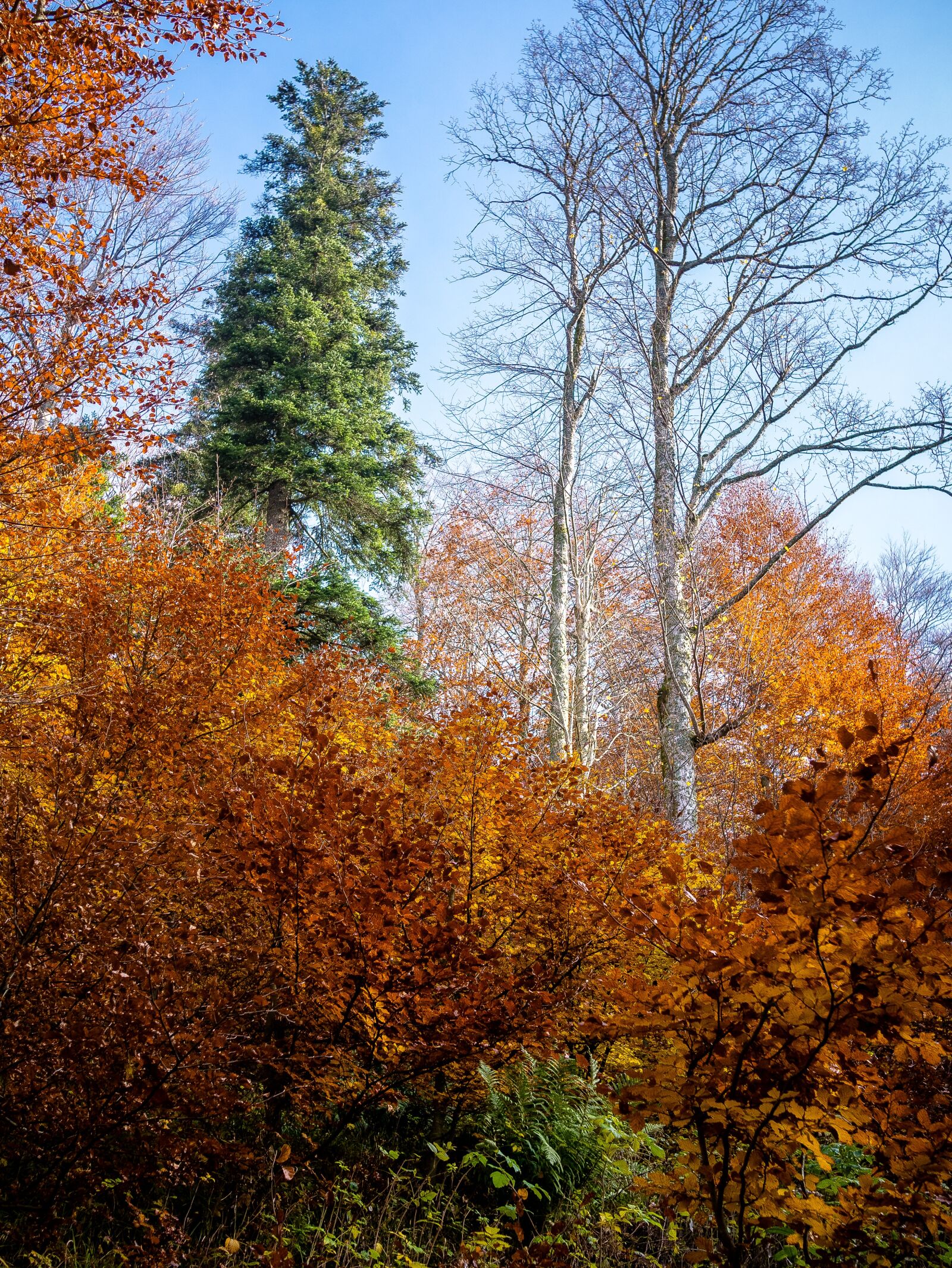 Panasonic Lumix DMC-GM1 sample photo. Autumn, forest, trees photography