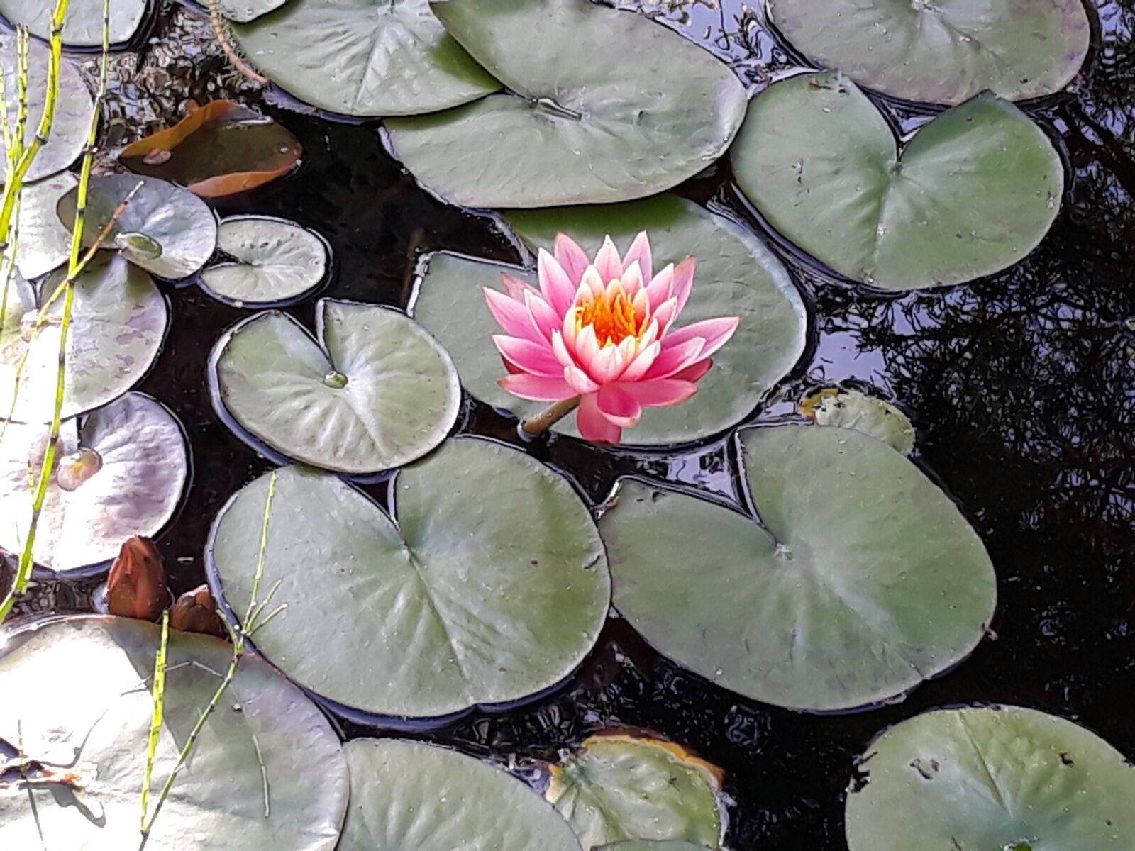 Samsung Galaxy J5 sample photo. Water lily, close up photography