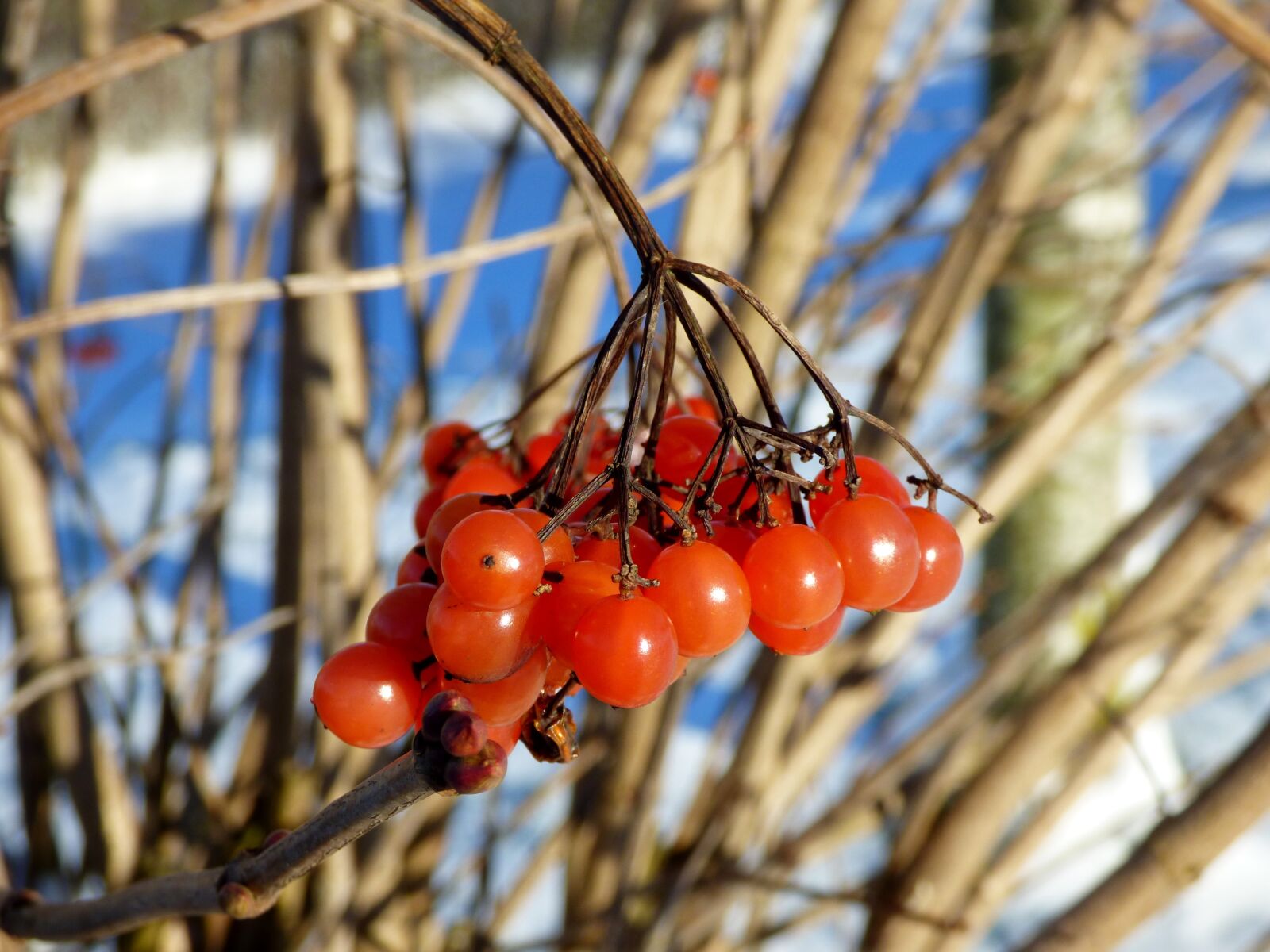 Panasonic DMC-FZ72 sample photo. Berries, bunch, orange photography