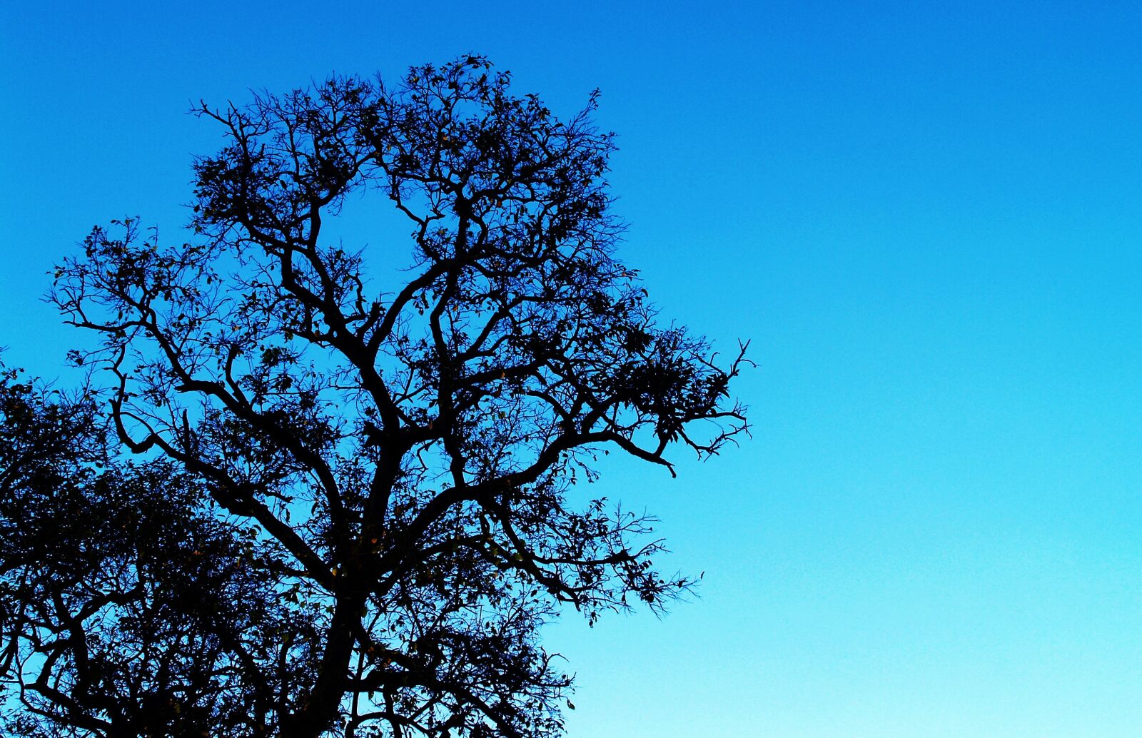 Olympus E-300 (EVOLT E-300) sample photo. Background, branches, colors, daylight photography