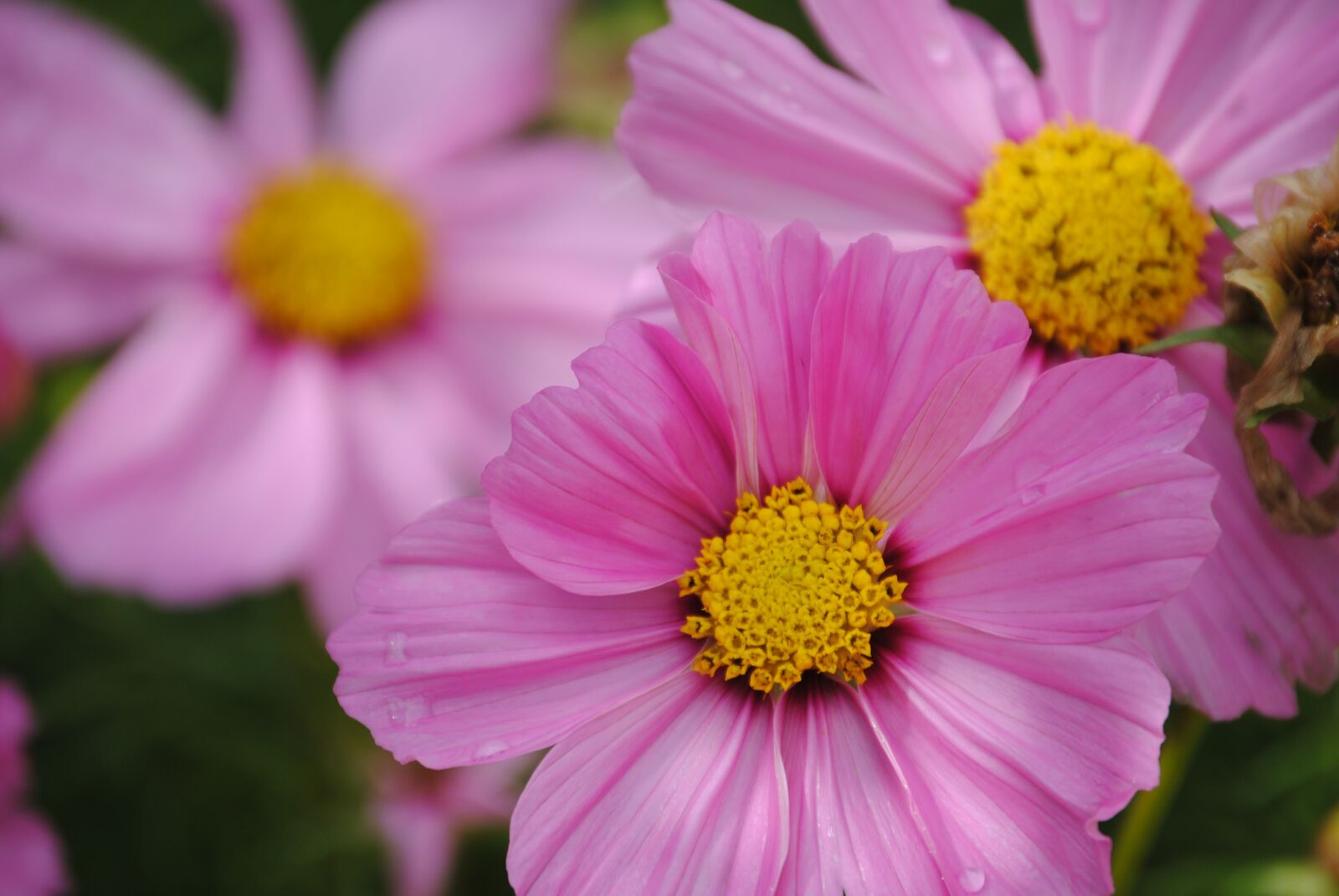 Nikon D3000 sample photo. Flowers, pink, nature photography
