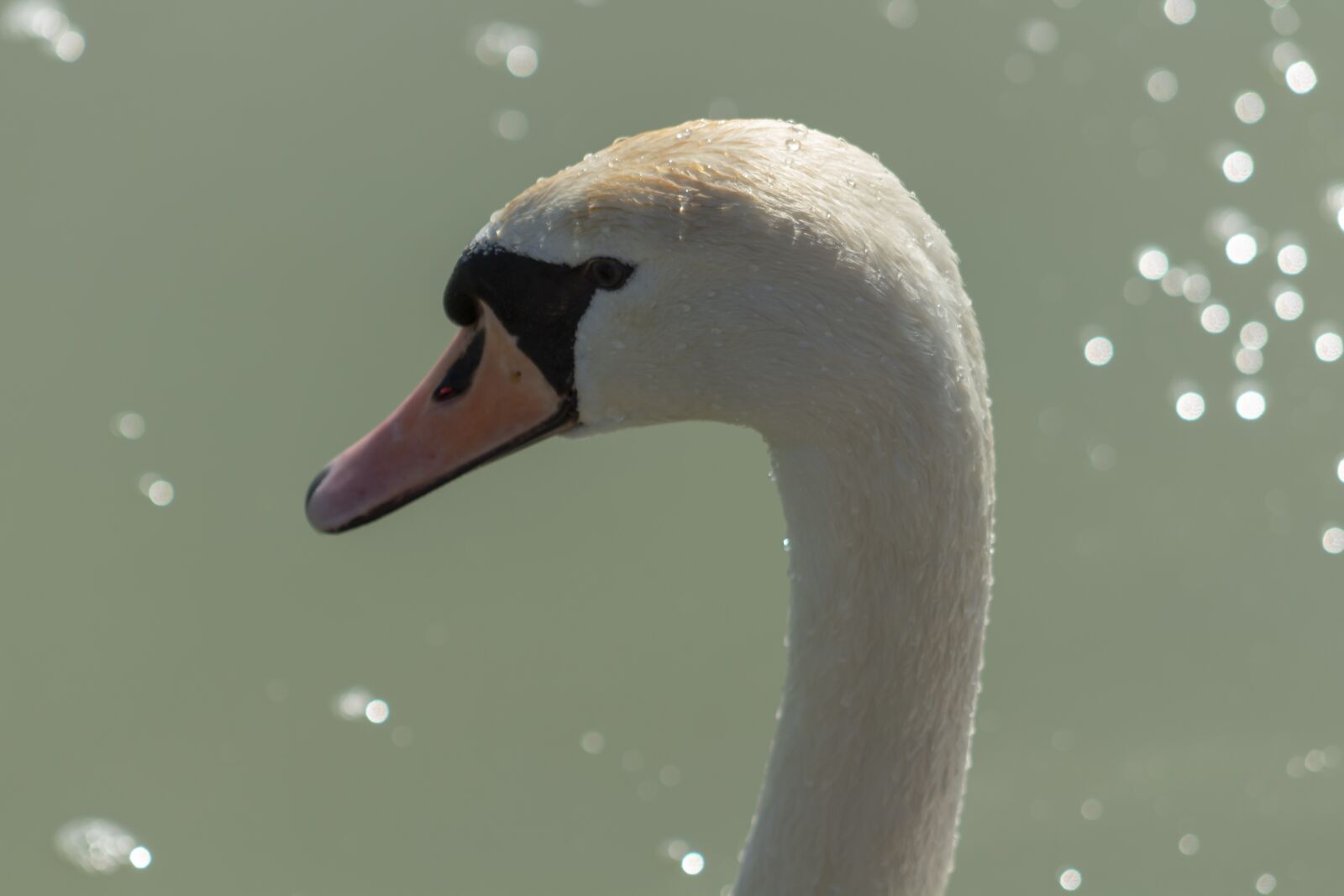 Canon EF75-300mm f/4-5.6 sample photo. Wild world, animal, bird photography