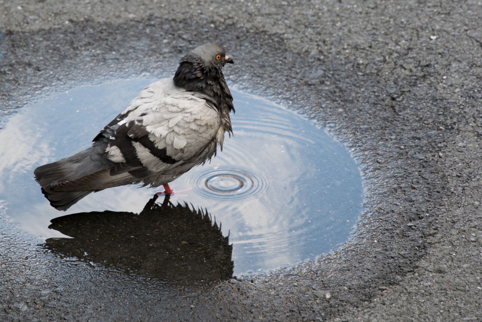Nikon D5300 sample photo. Paloma, asphalt, water photography