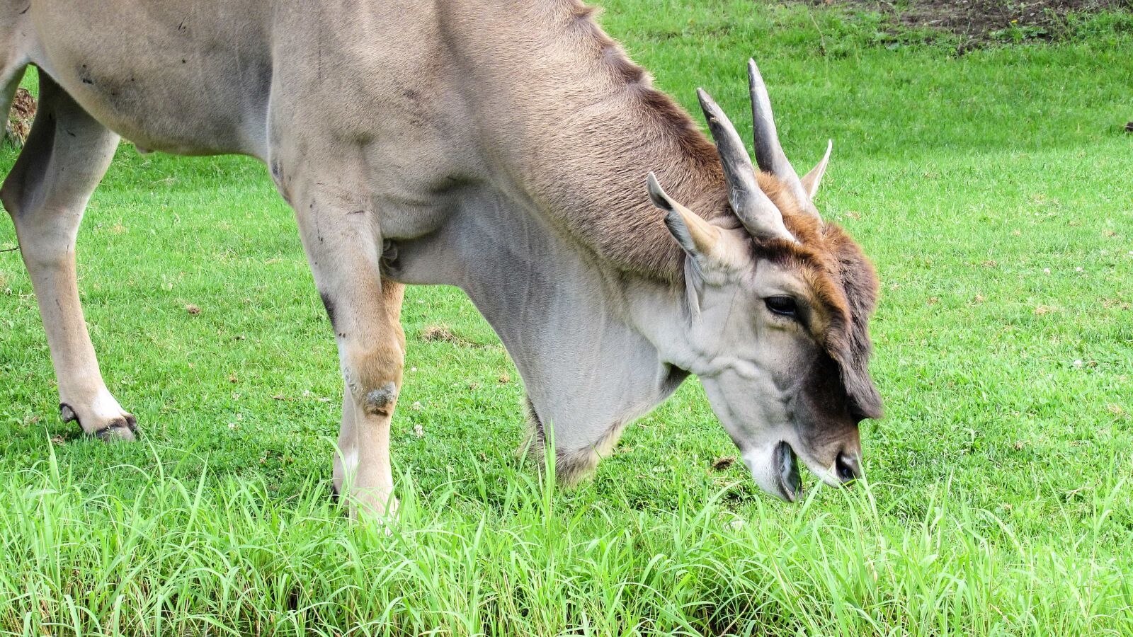 Canon PowerShot SX520 HS sample photo. Antelope, grazing, head, horn photography