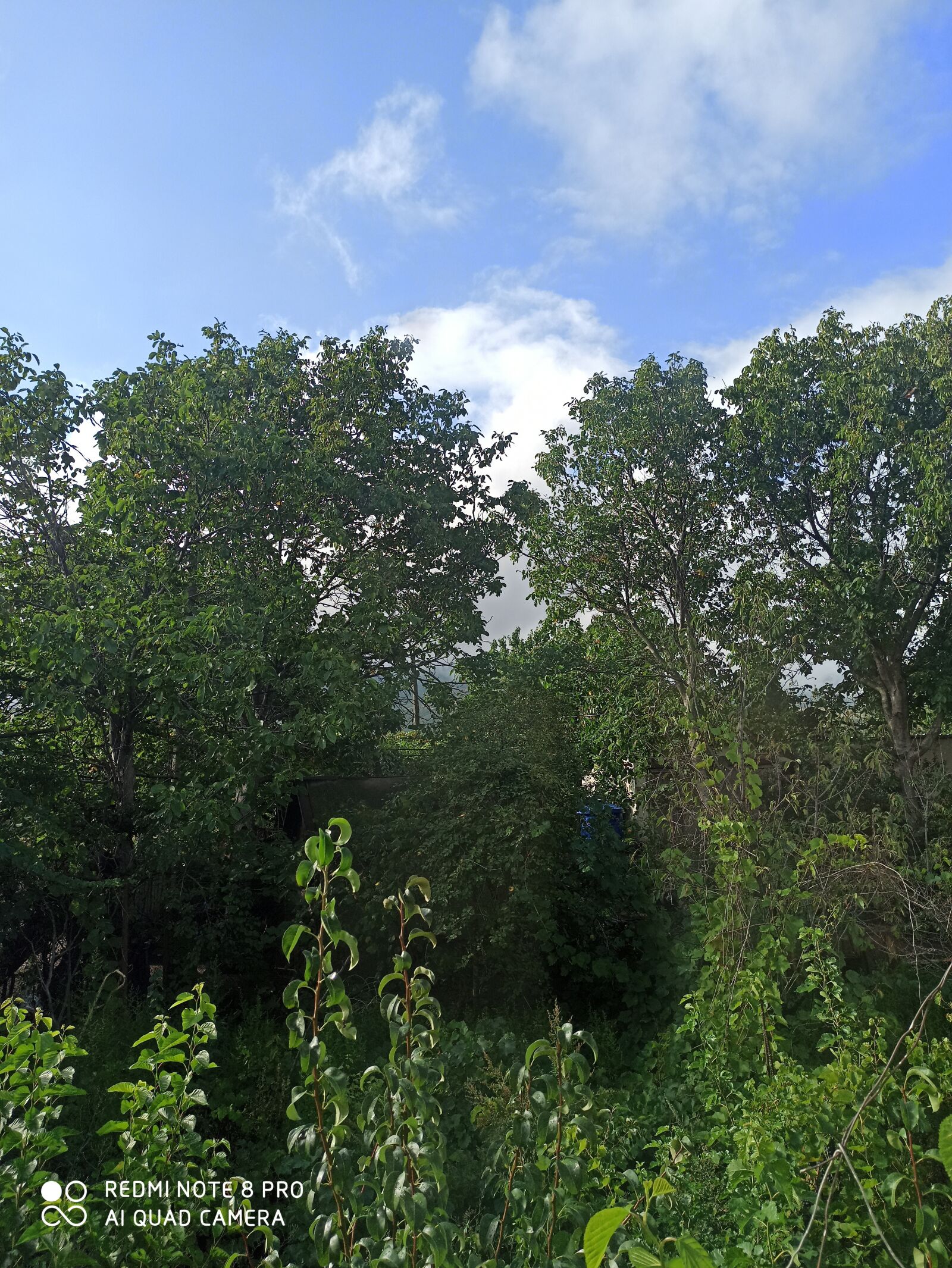 Xiaomi Redmi Note 8 Pro sample photo. Nature, beauty, relax photography