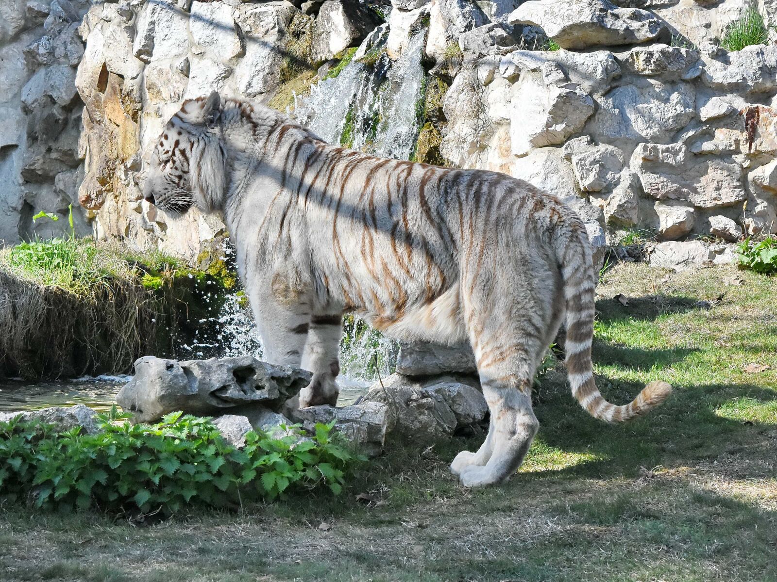 Nikon D5500 sample photo. Predator, tiger, waterfall, wilderness photography