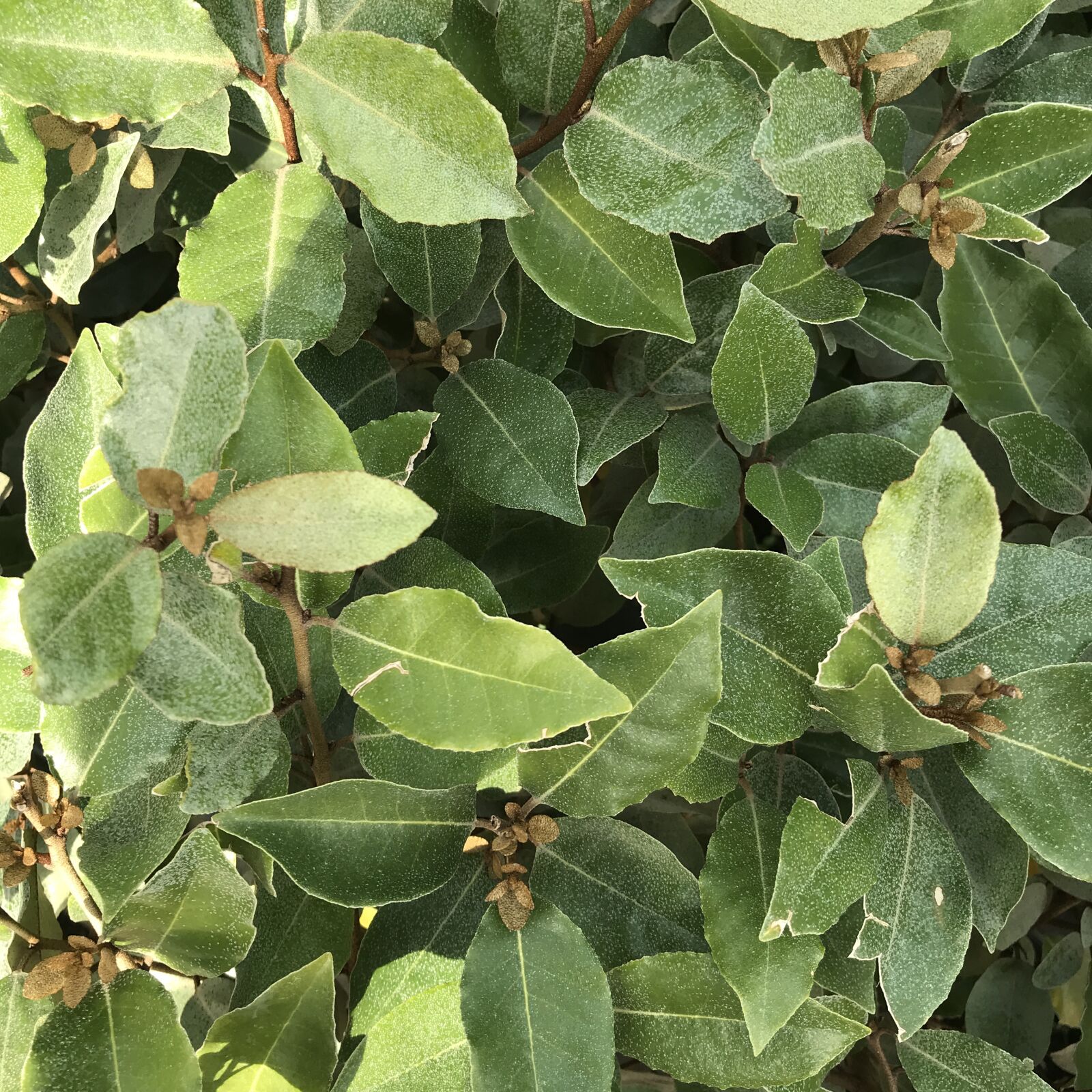 iPhone 7 back camera 3.99mm f/1.8 sample photo. Green, plants, nature photography