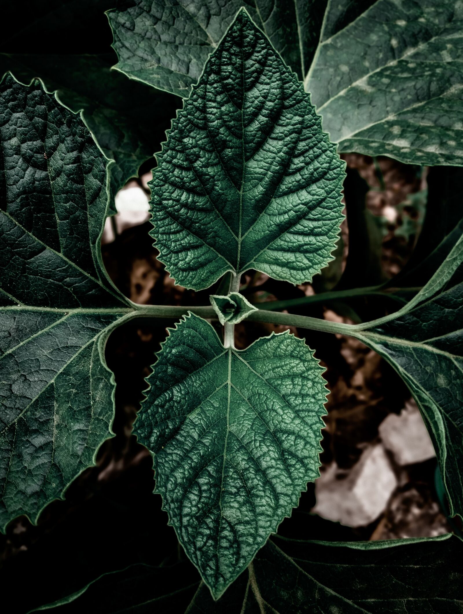 Xiaomi Redmi Note 7 sample photo. Leaves, green, nature photography