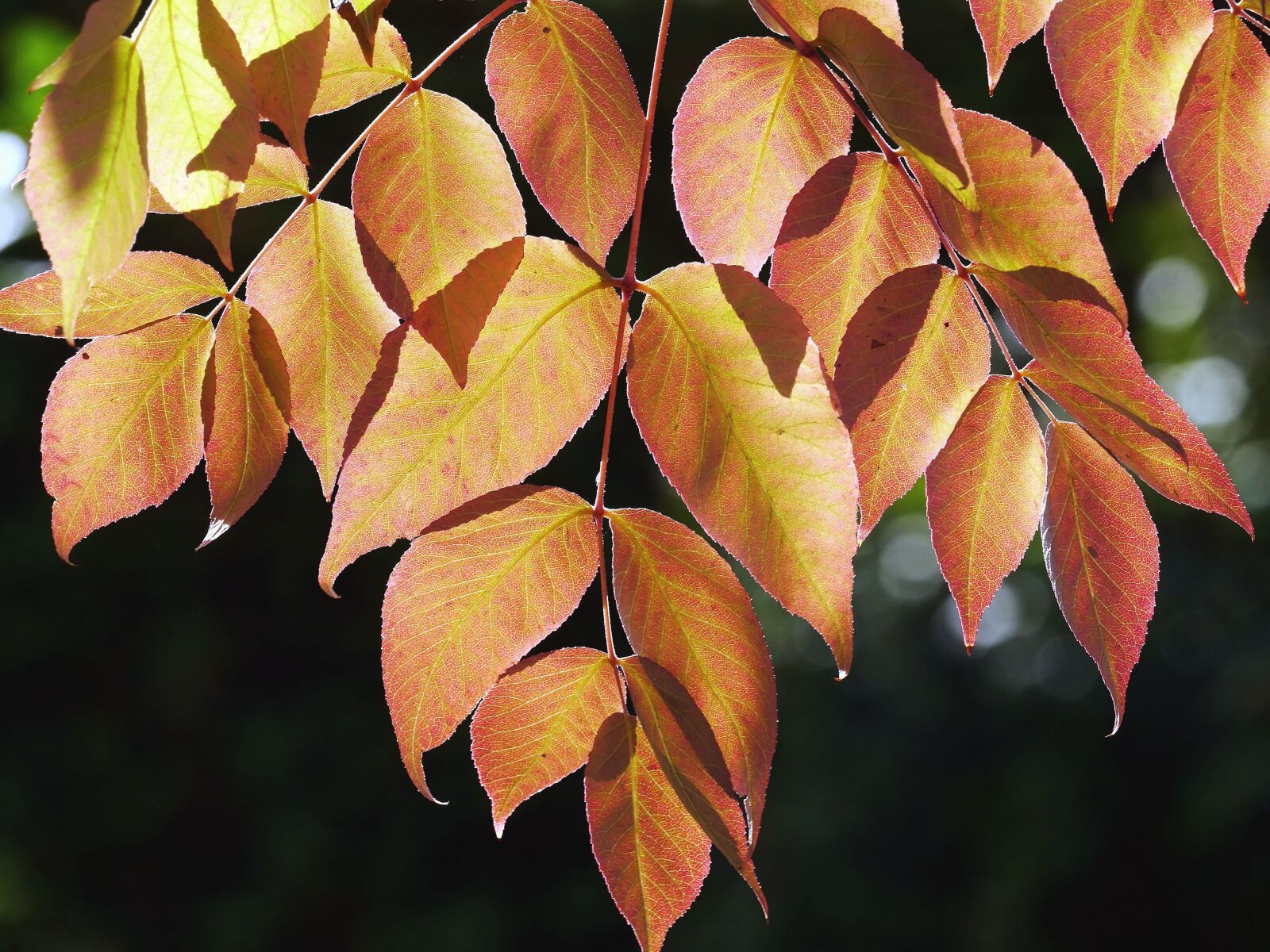 Panasonic Lumix DMC-GH3 sample photo. Leaf, branch, plant, tree photography