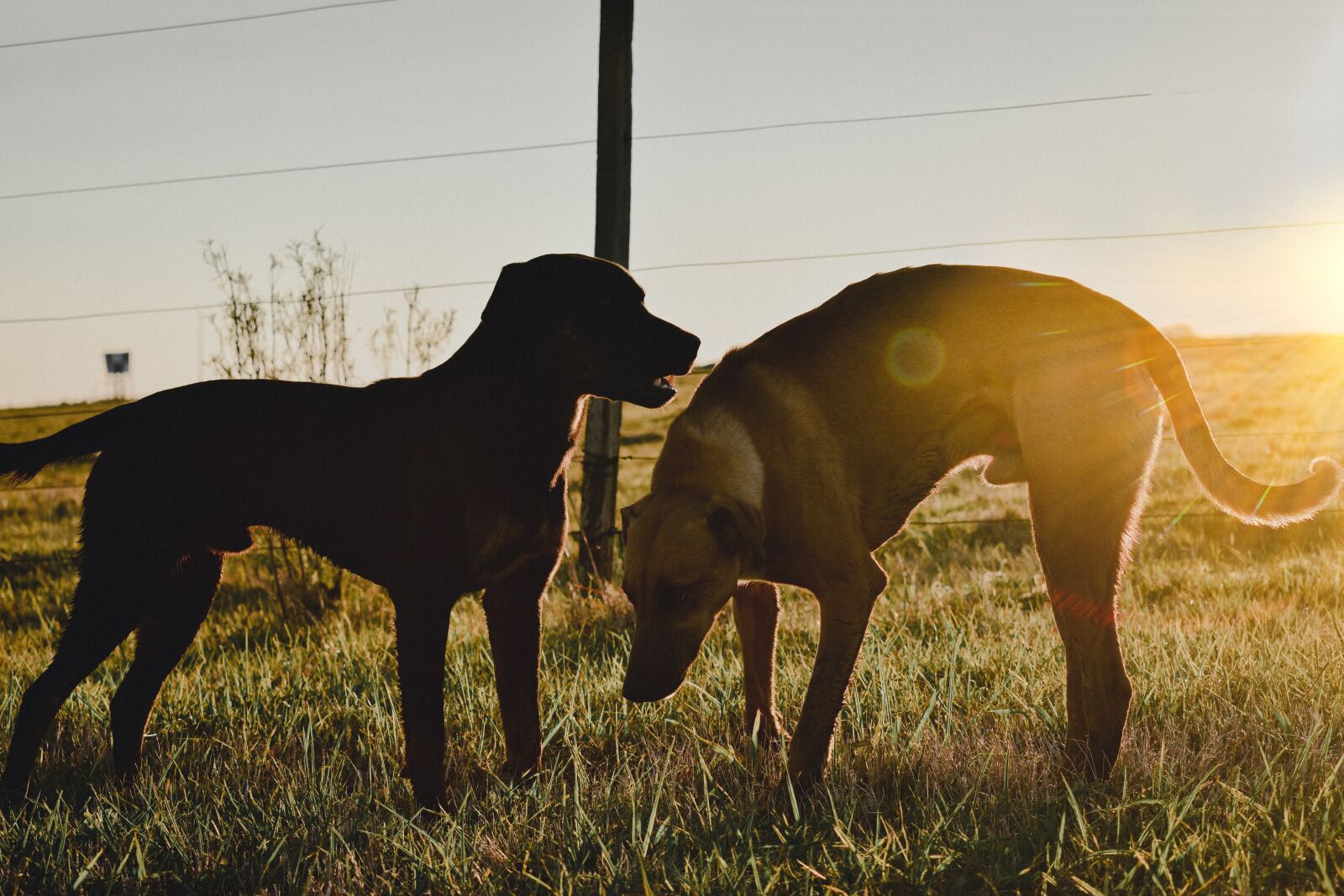 Nikon D3400 sample photo. Dog, family, animals photography