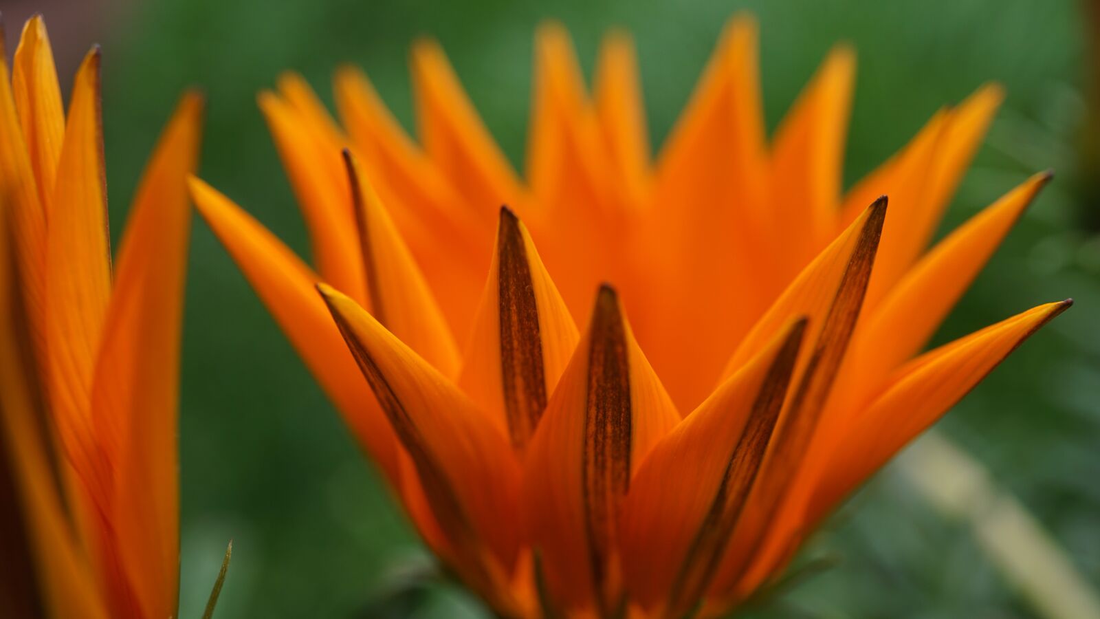 Sony a6000 + Sony E 30mm F3.5 Macro sample photo. Blossom, bloom, orange photography