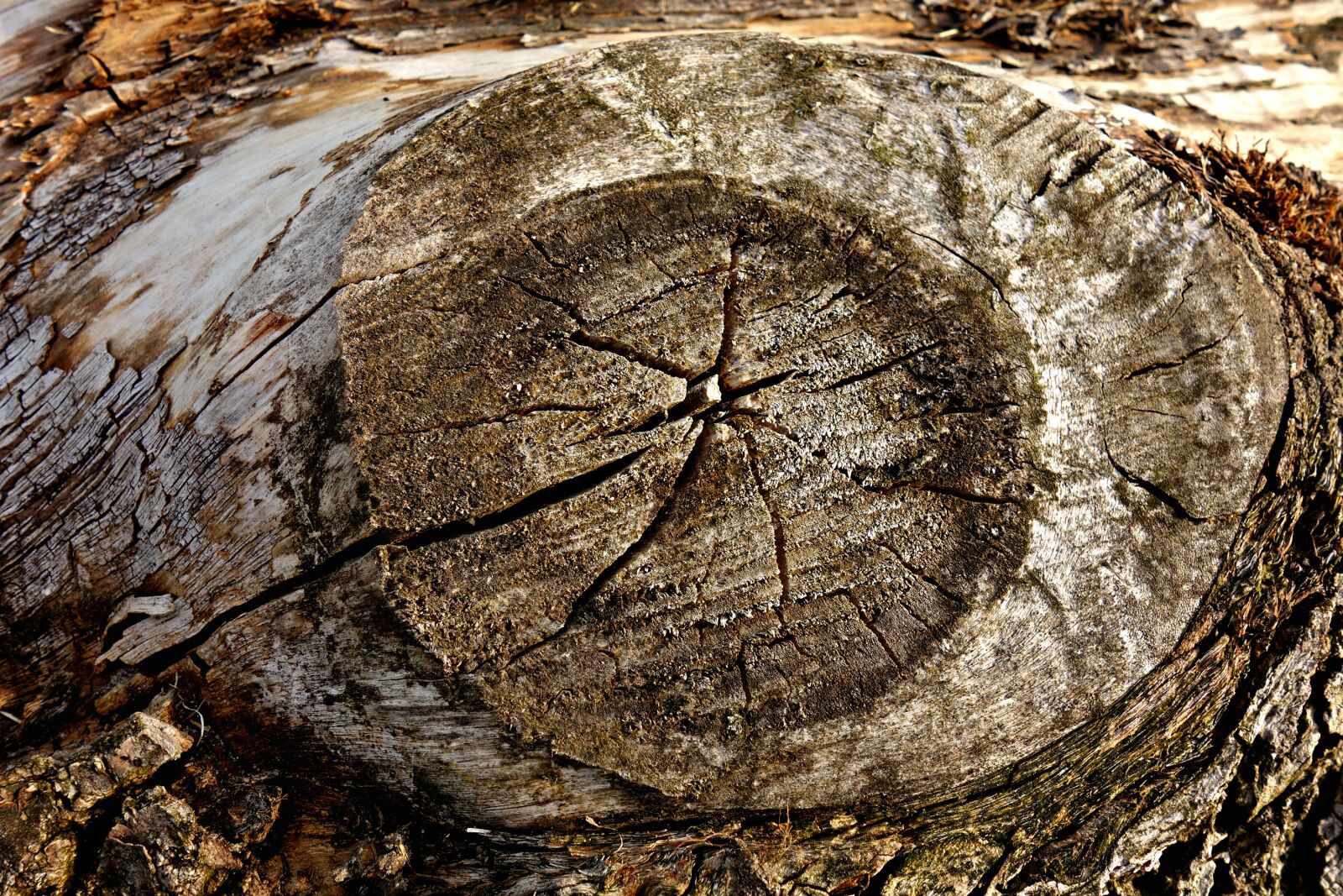 Sony Cyber-shot DSC-RX100 sample photo. Knot, wood, log photography