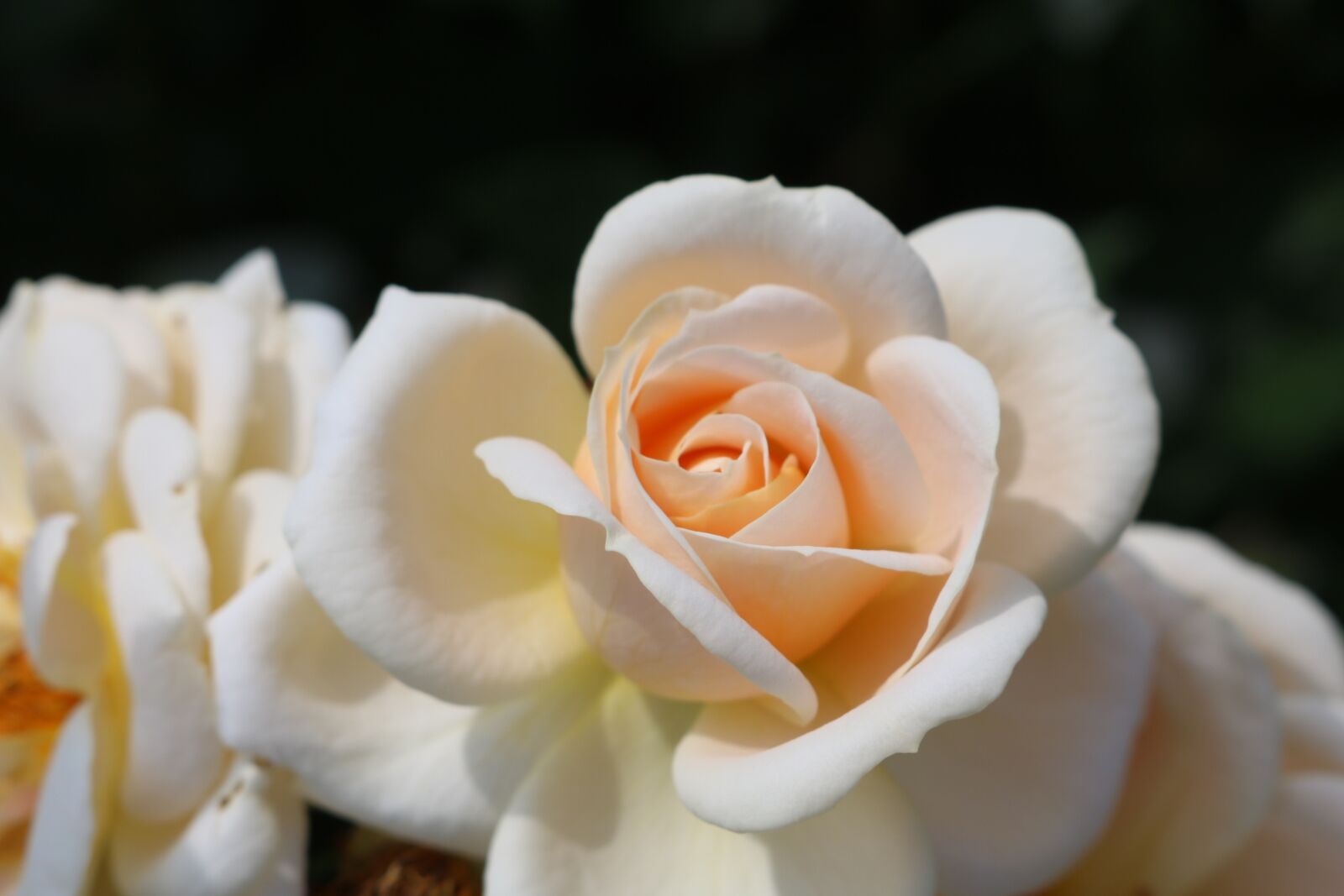 Canon EOS 750D (EOS Rebel T6i / EOS Kiss X8i) sample photo. Rose, cream, blossom photography