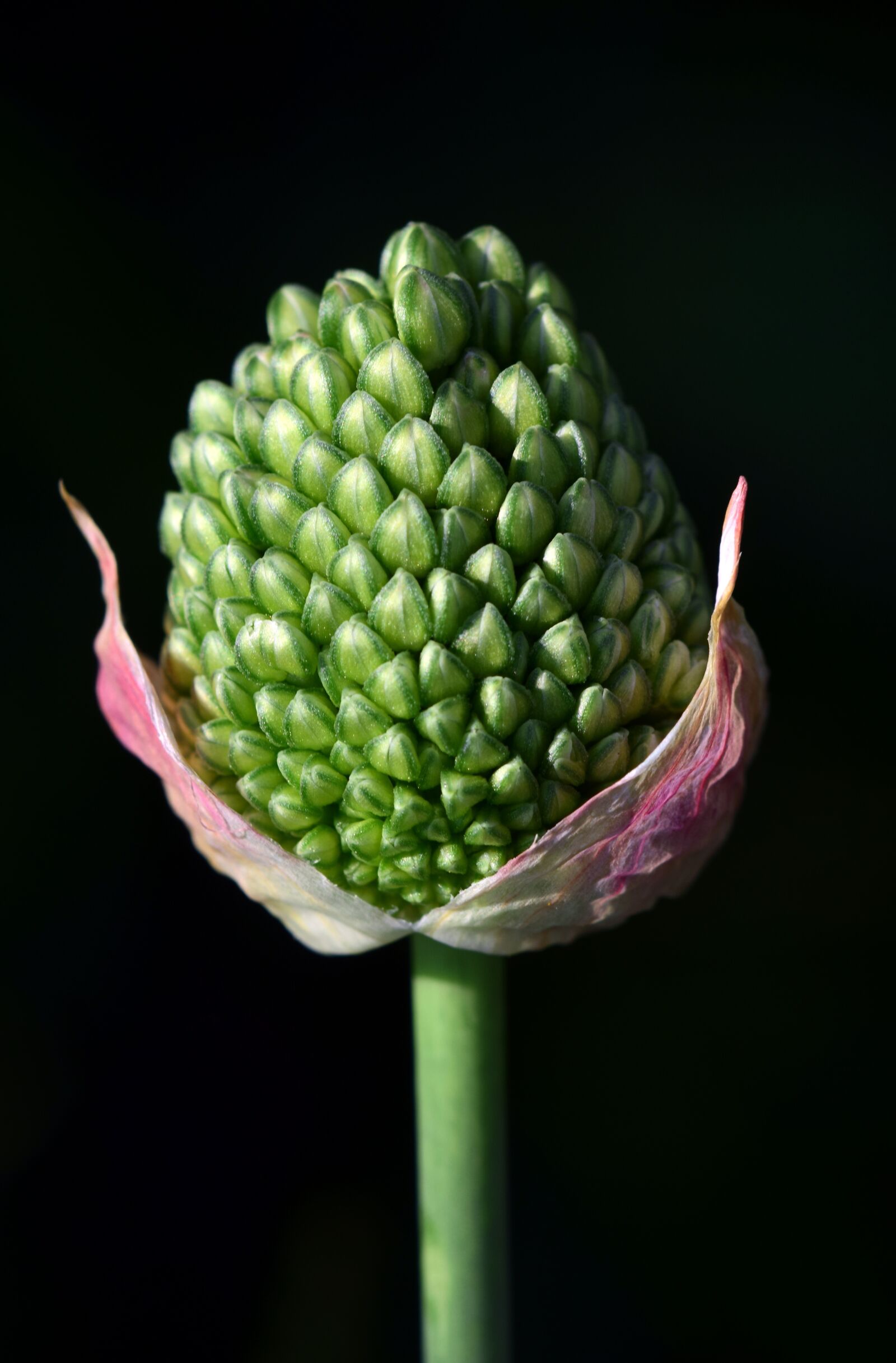 Nikon D3300 sample photo. Leek, ornamental onion, nature photography