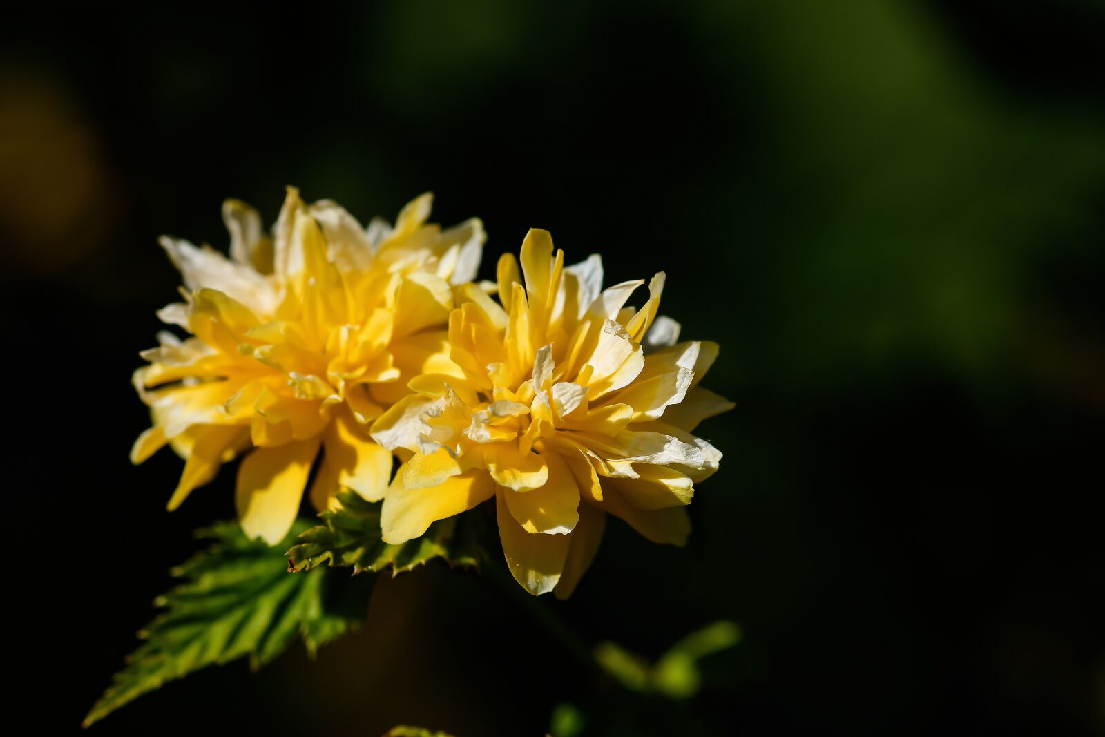 Nikon D7200 sample photo. Ranunculus, blossom, bloom photography