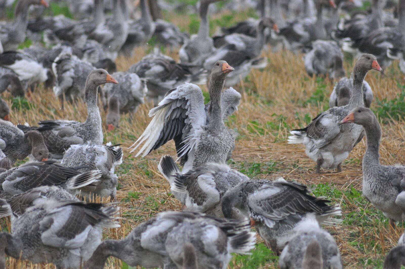 Nikon D90 sample photo. Birds, feather, wing photography