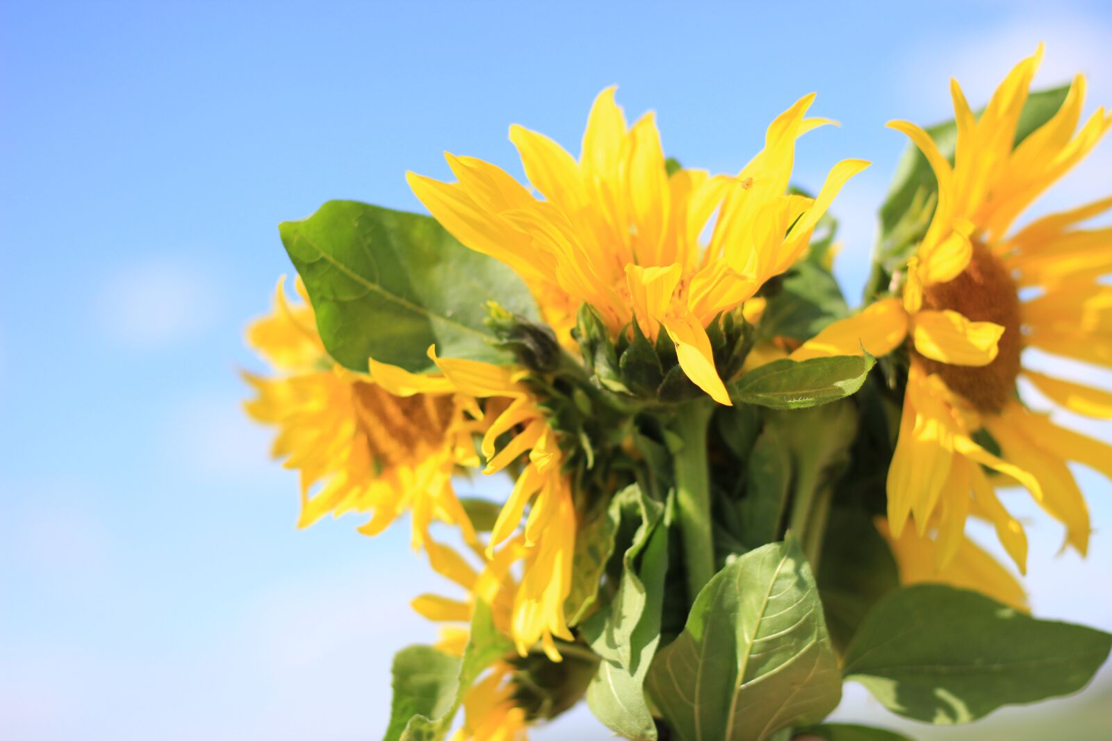 Canon EOS 600D (Rebel EOS T3i / EOS Kiss X5) + Canon EF 50mm F1.8 STM sample photo. Sunflower, flower, summer photography