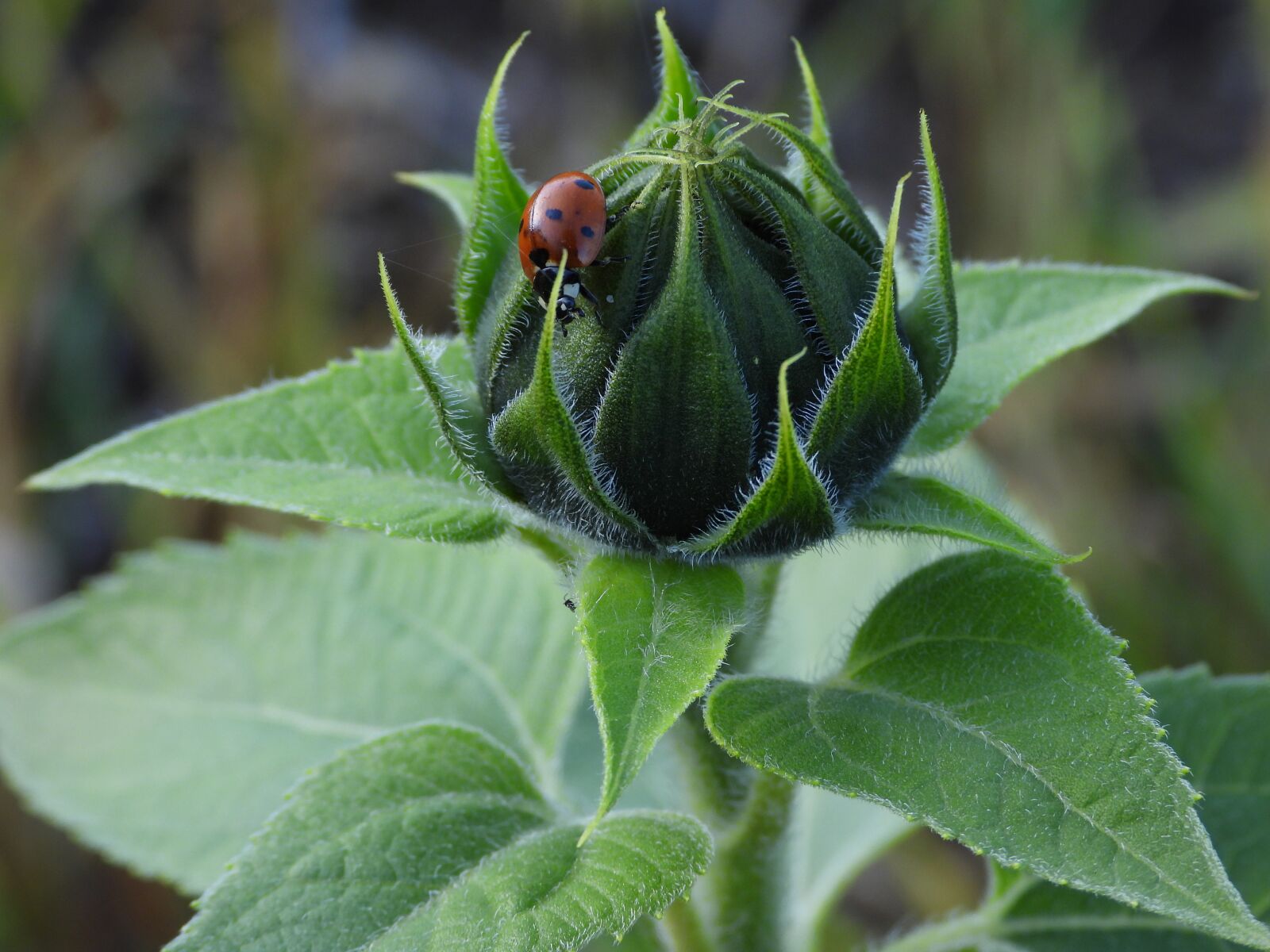 Nikon Coolpix P1000 sample photo. Sunflower, bud, ladybug photography