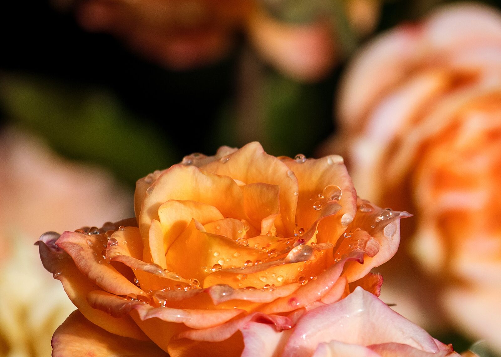 Canon EF-S 55-250mm F4-5.6 IS STM sample photo. Rose, blossom, bloom photography