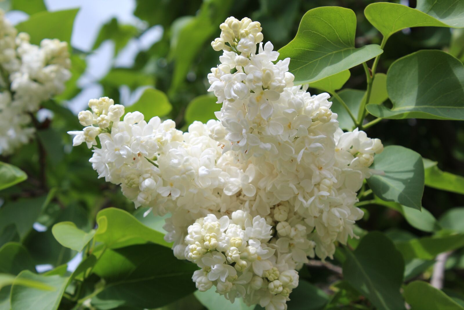Canon EOS 1200D (EOS Rebel T5 / EOS Kiss X70 / EOS Hi) sample photo. White lilac, bloom, spring photography